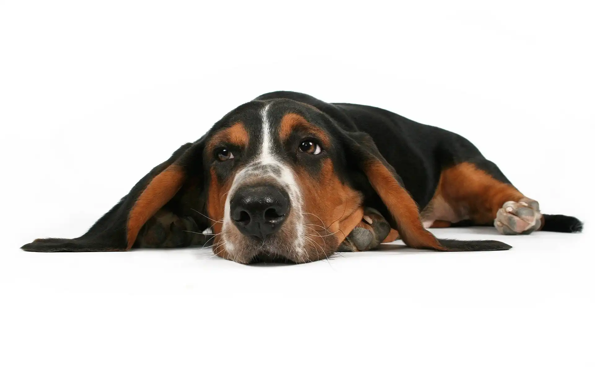 Basset, Uszy