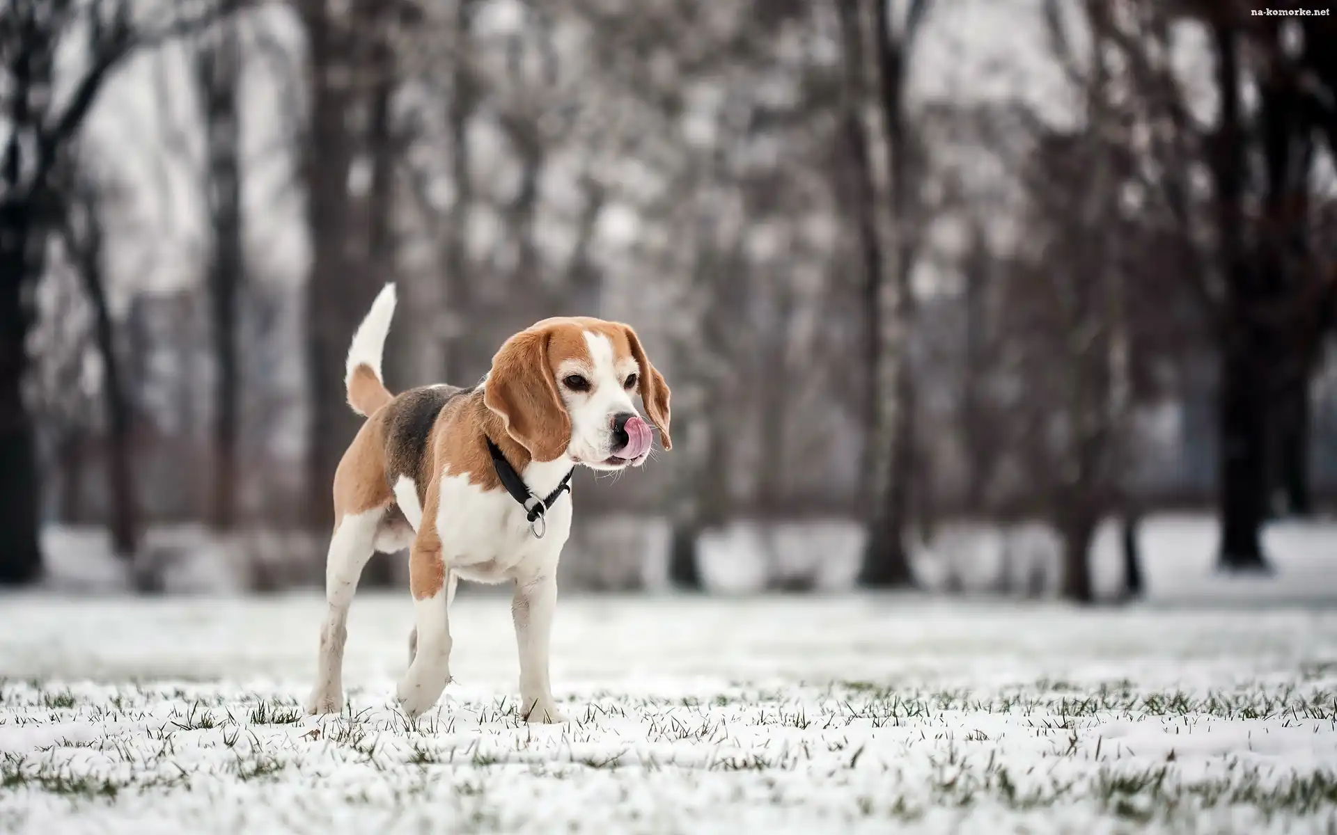 Beagle, Rozmycie, Drzewa, Zima