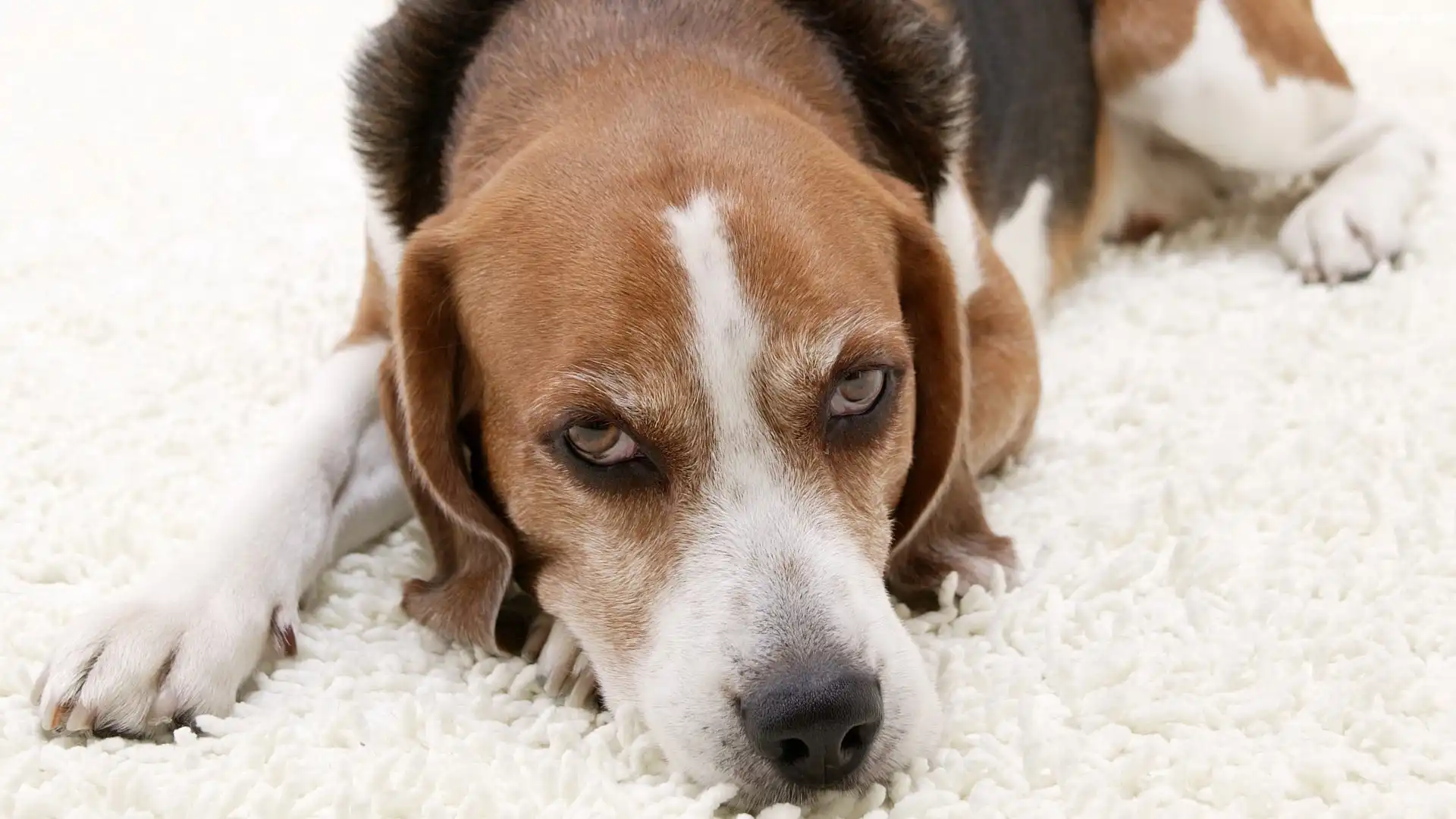 Beagle, Mordka