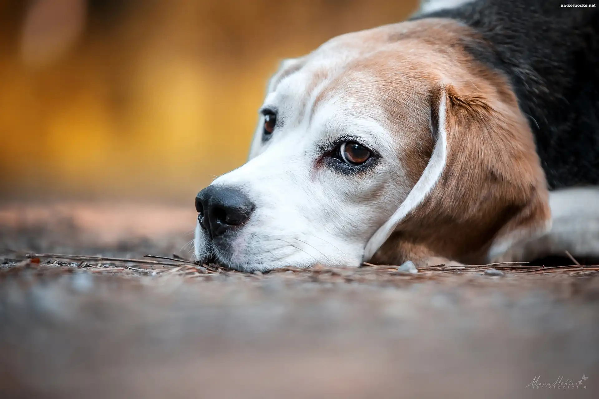 Pies, Beagle, Mordka