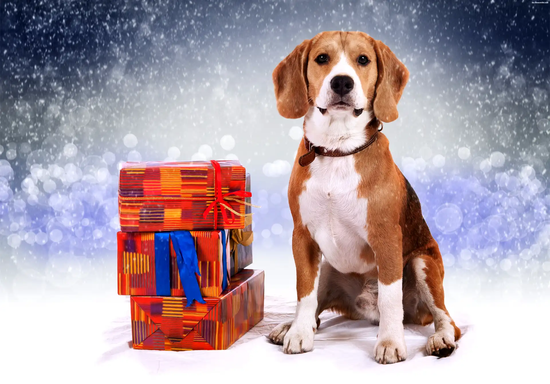 Beagle, Śnieg, Prezenty, Padający