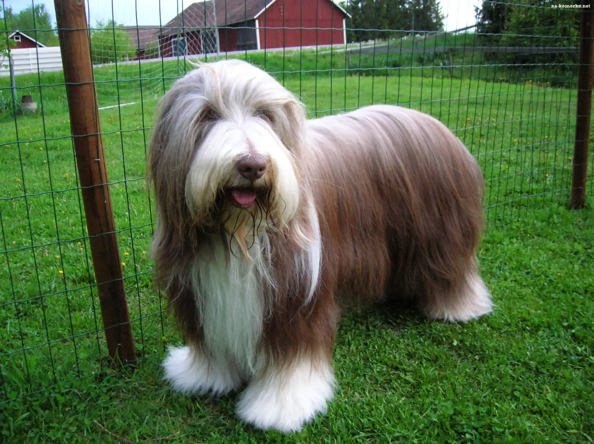 Zadbany, Bearded collie