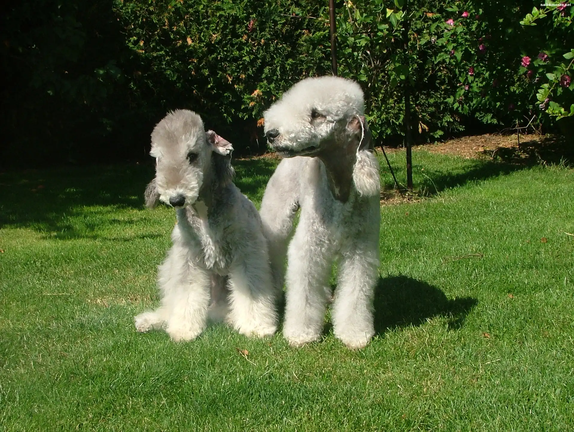 dwa, Bedlington Terriery