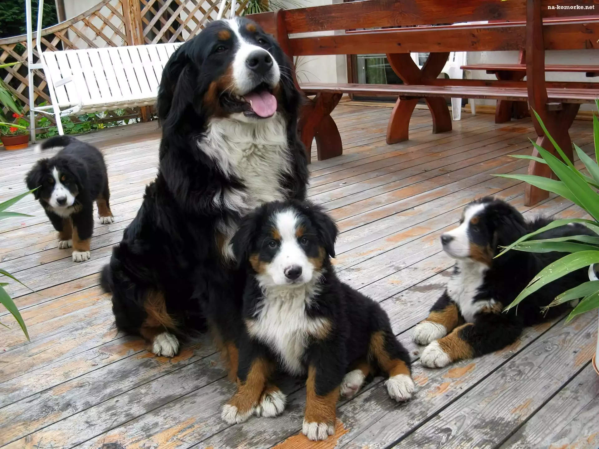 Berneński Pies Pasterski, Trzy, Małe
