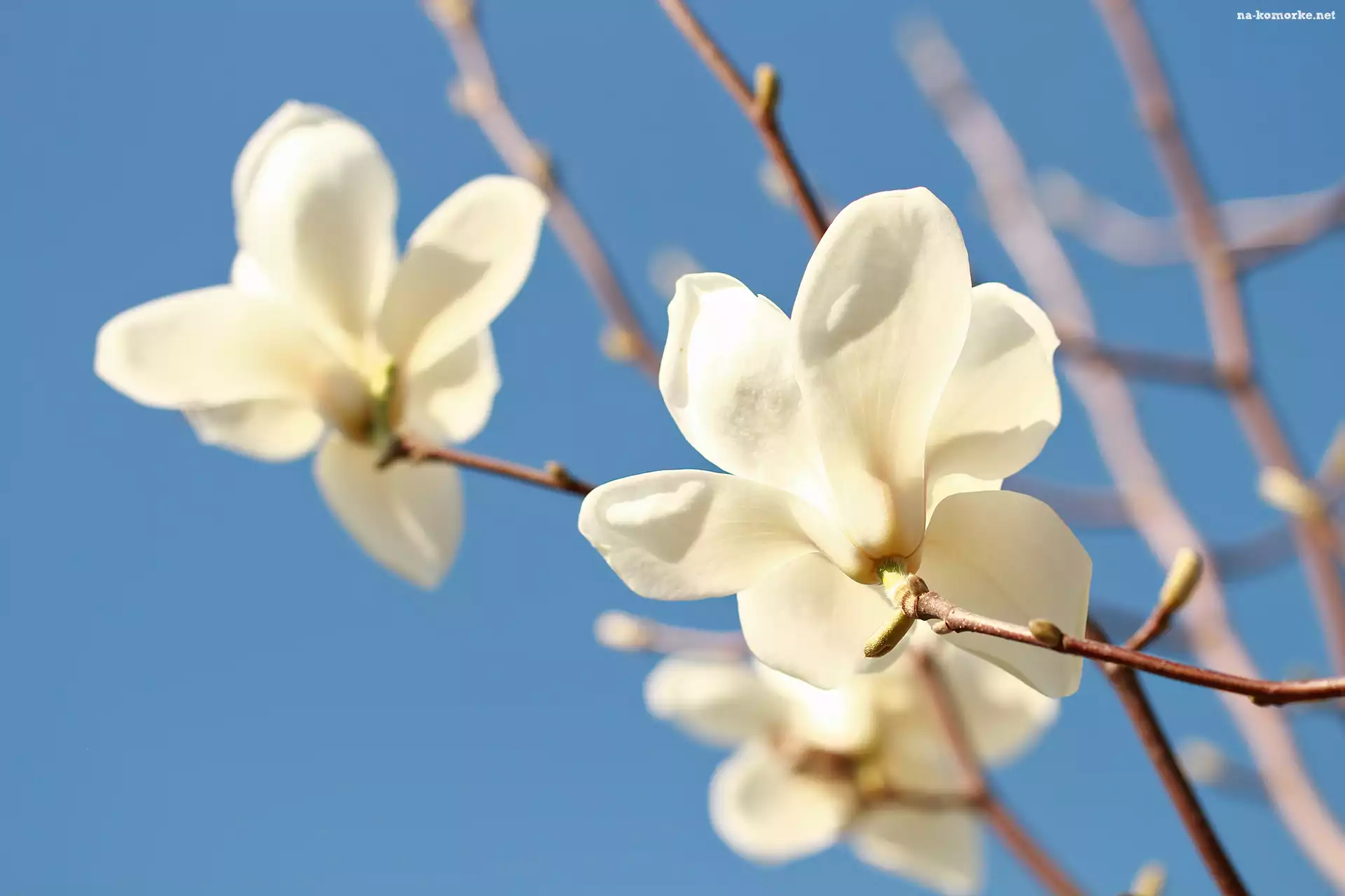 Kwiaty, Biała, Magnolia