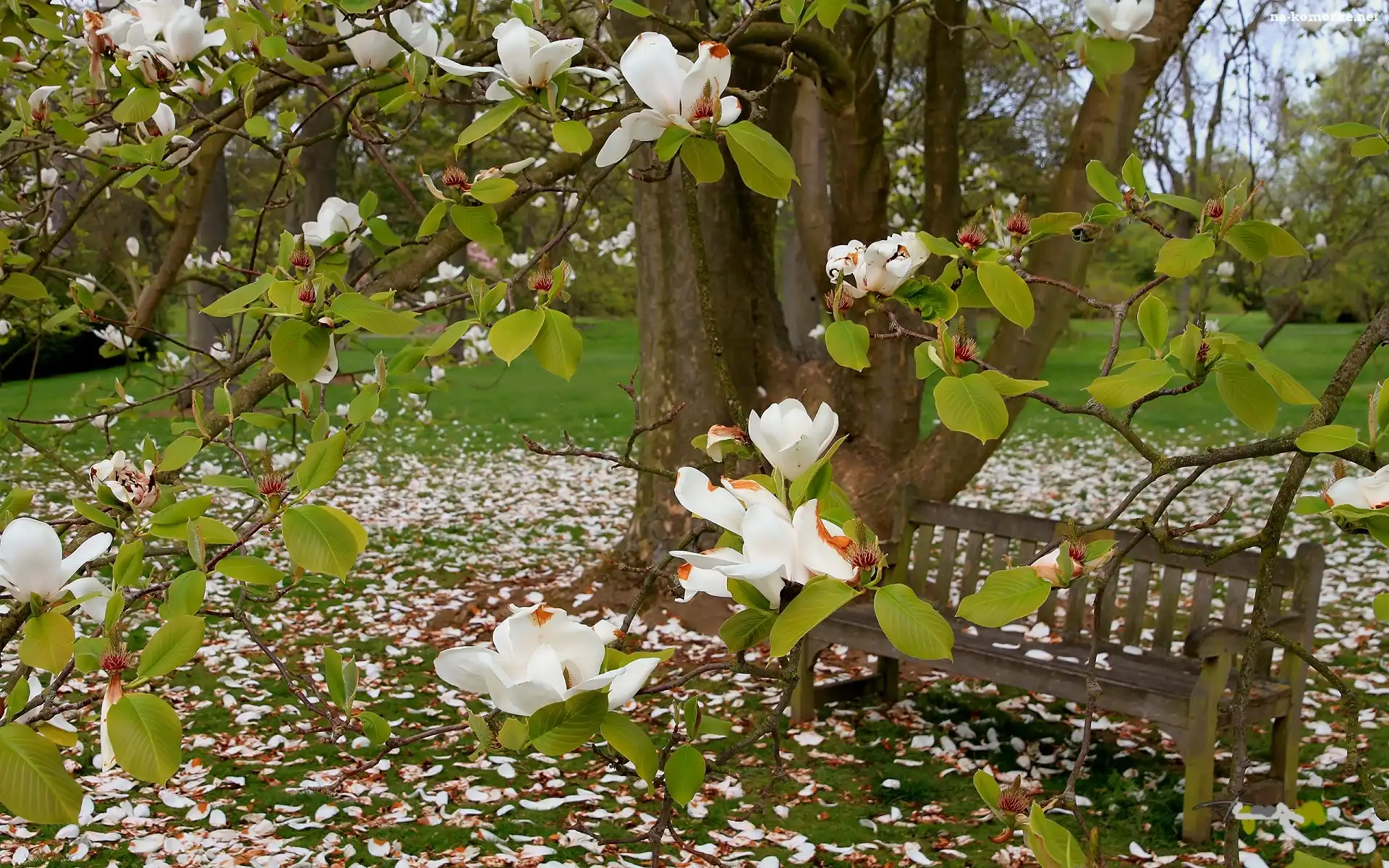 Ławeczka, Wiosna, Park, Biała, Magnolia