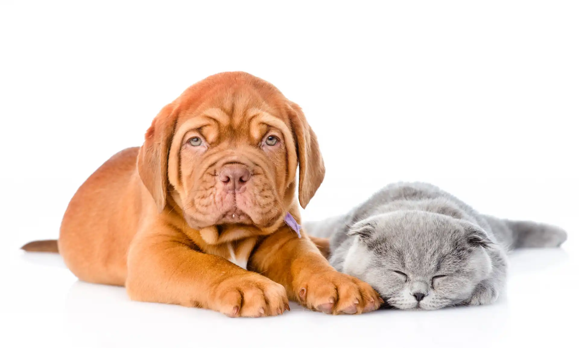 Kot, Białe Tło, Szczeniak, Dog de Bordeaux