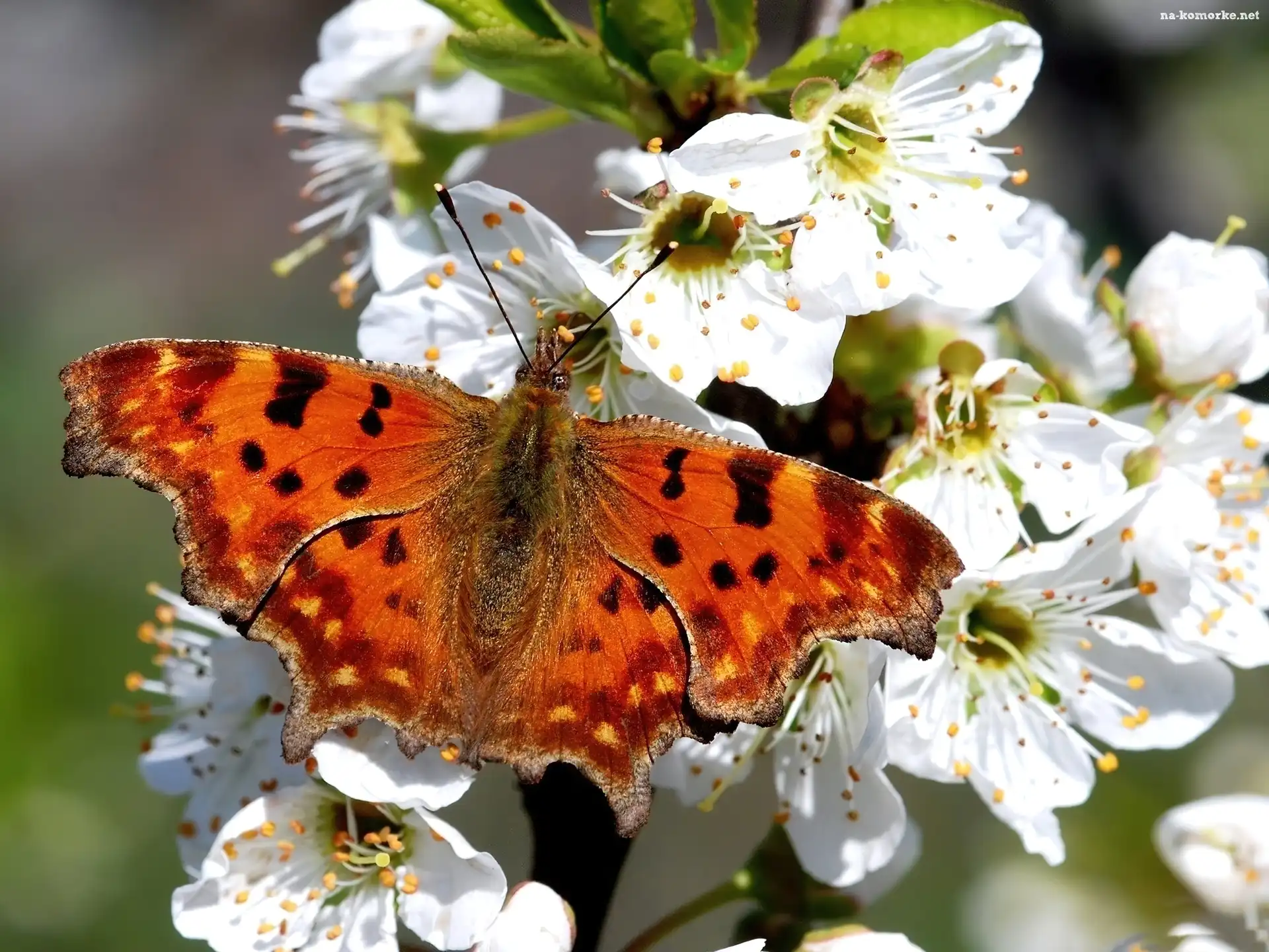 Białe, Motyl, Kwiaty, Pomarańczowy