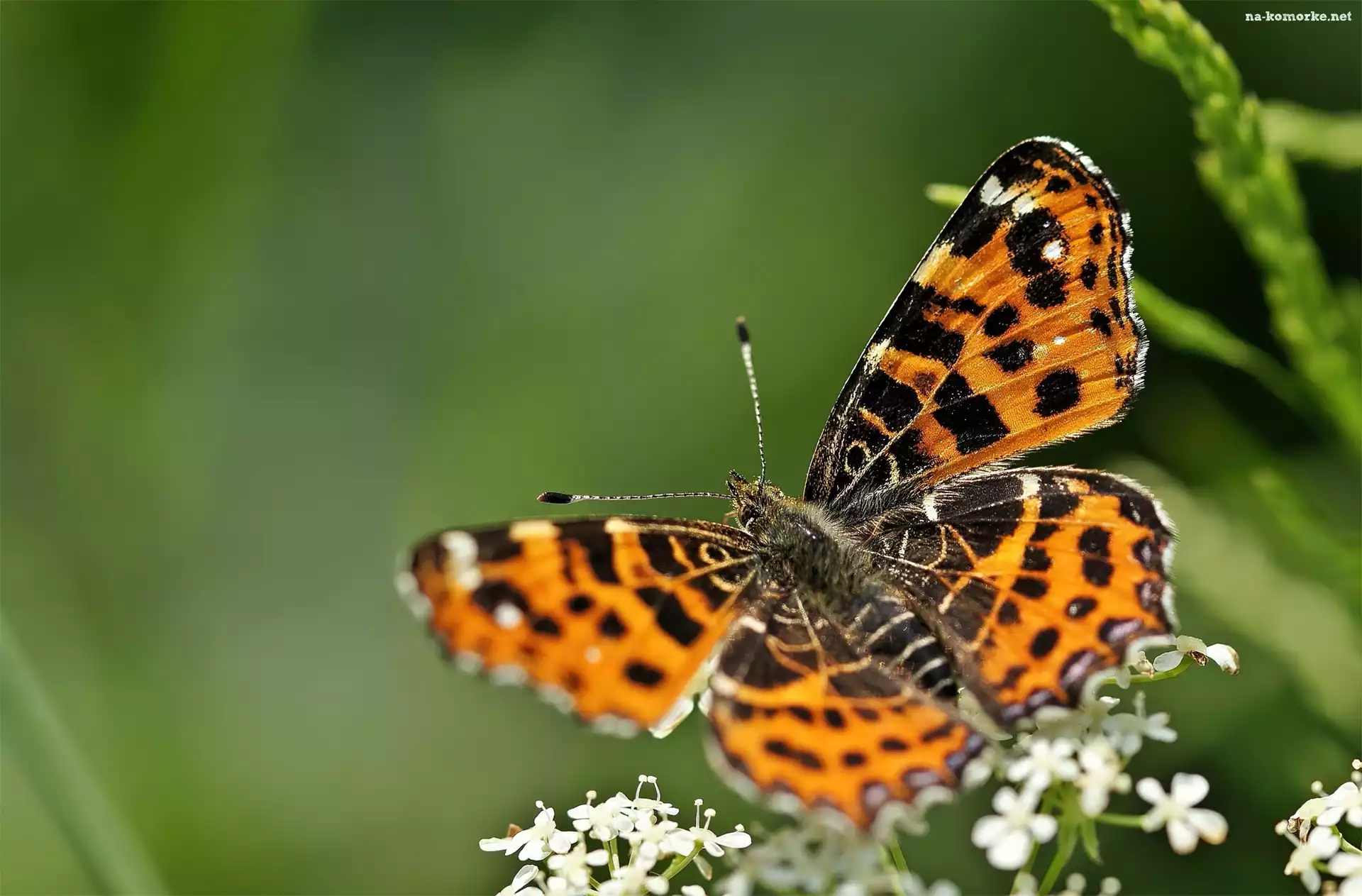 Motyl, Białe, Kwiatuszki