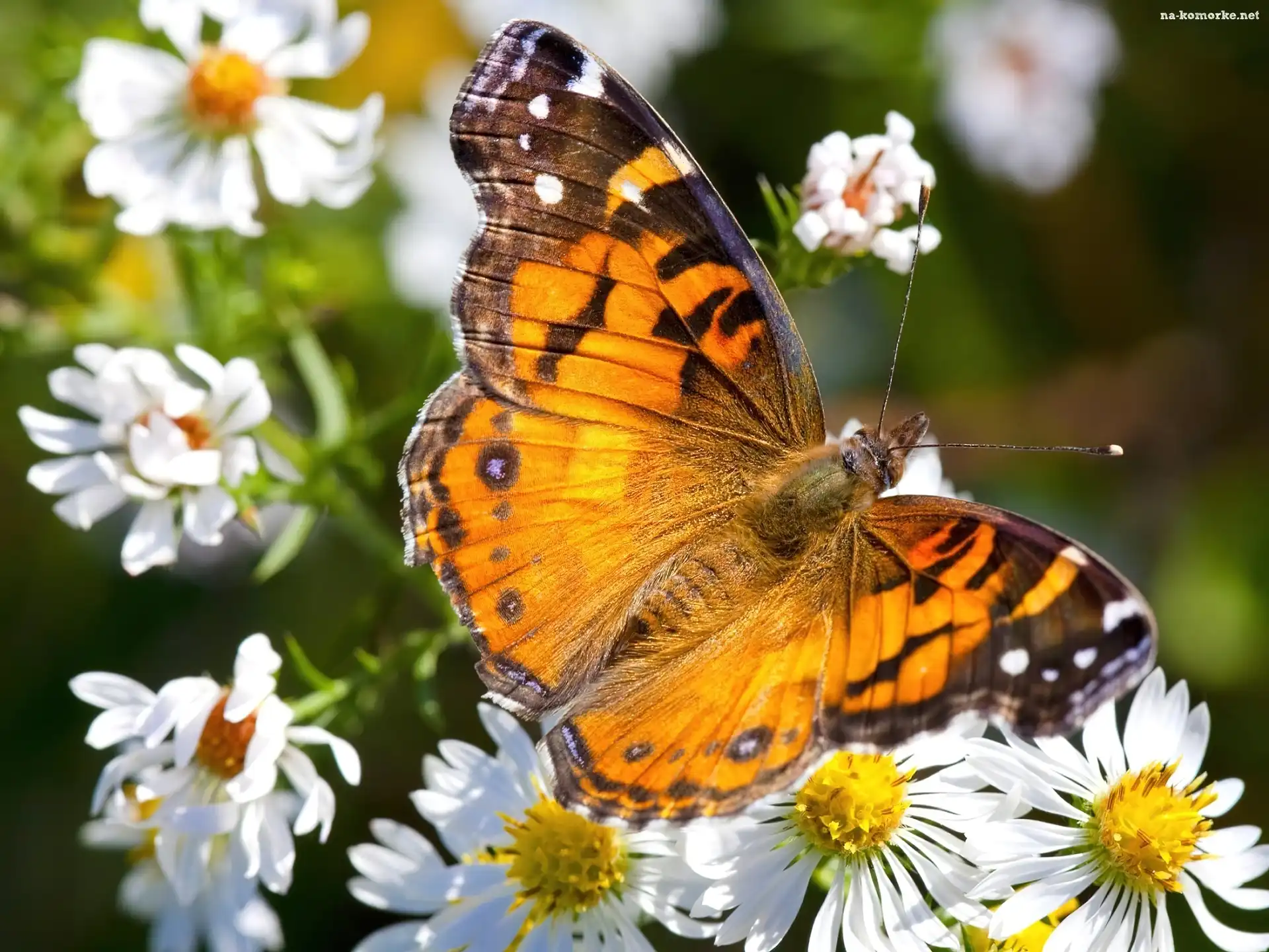 Motyl, Białe, Kwiaty
