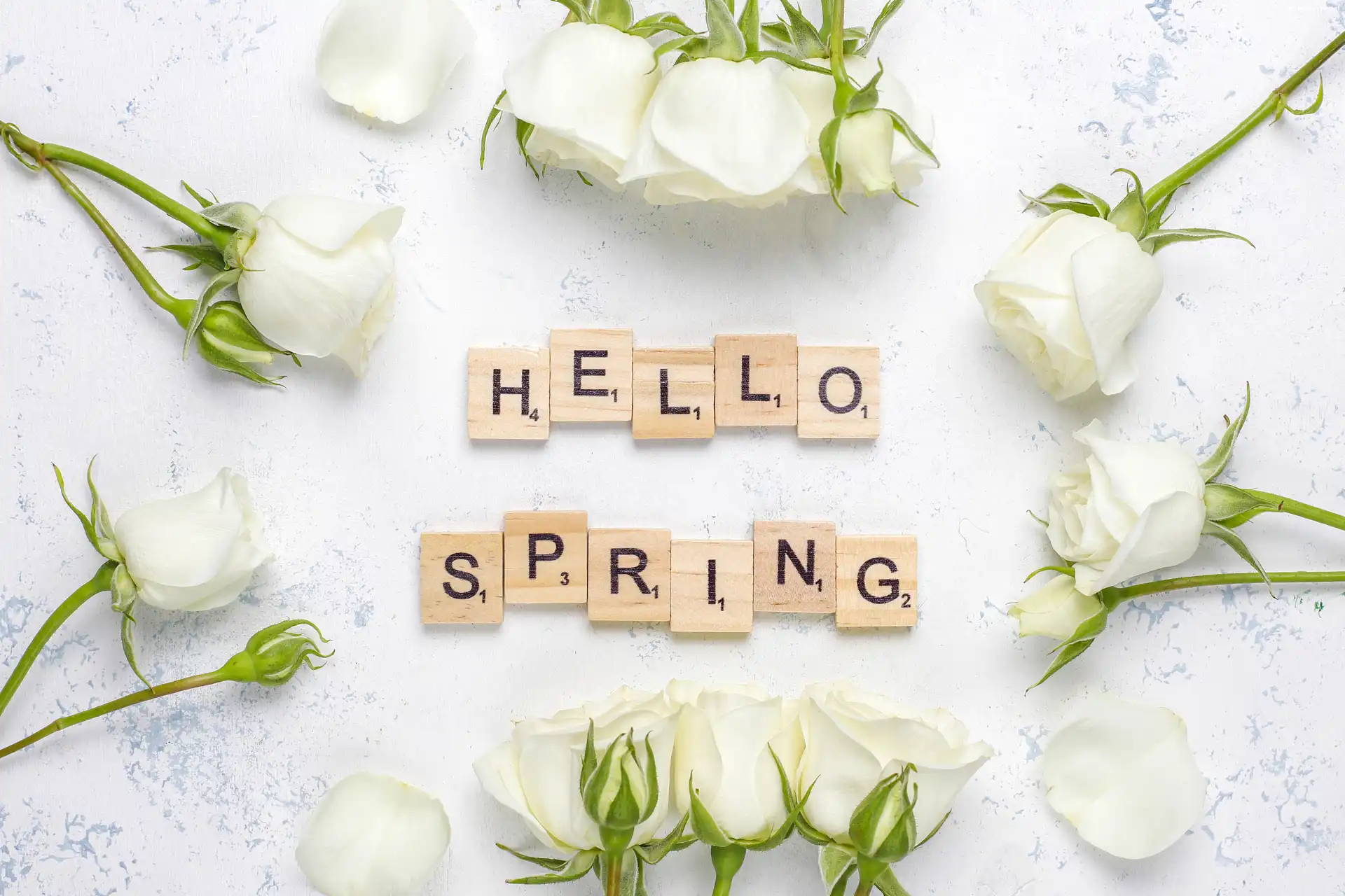 Napis, Białe, Kwiaty, Wiosna, Róże, Hello Spring