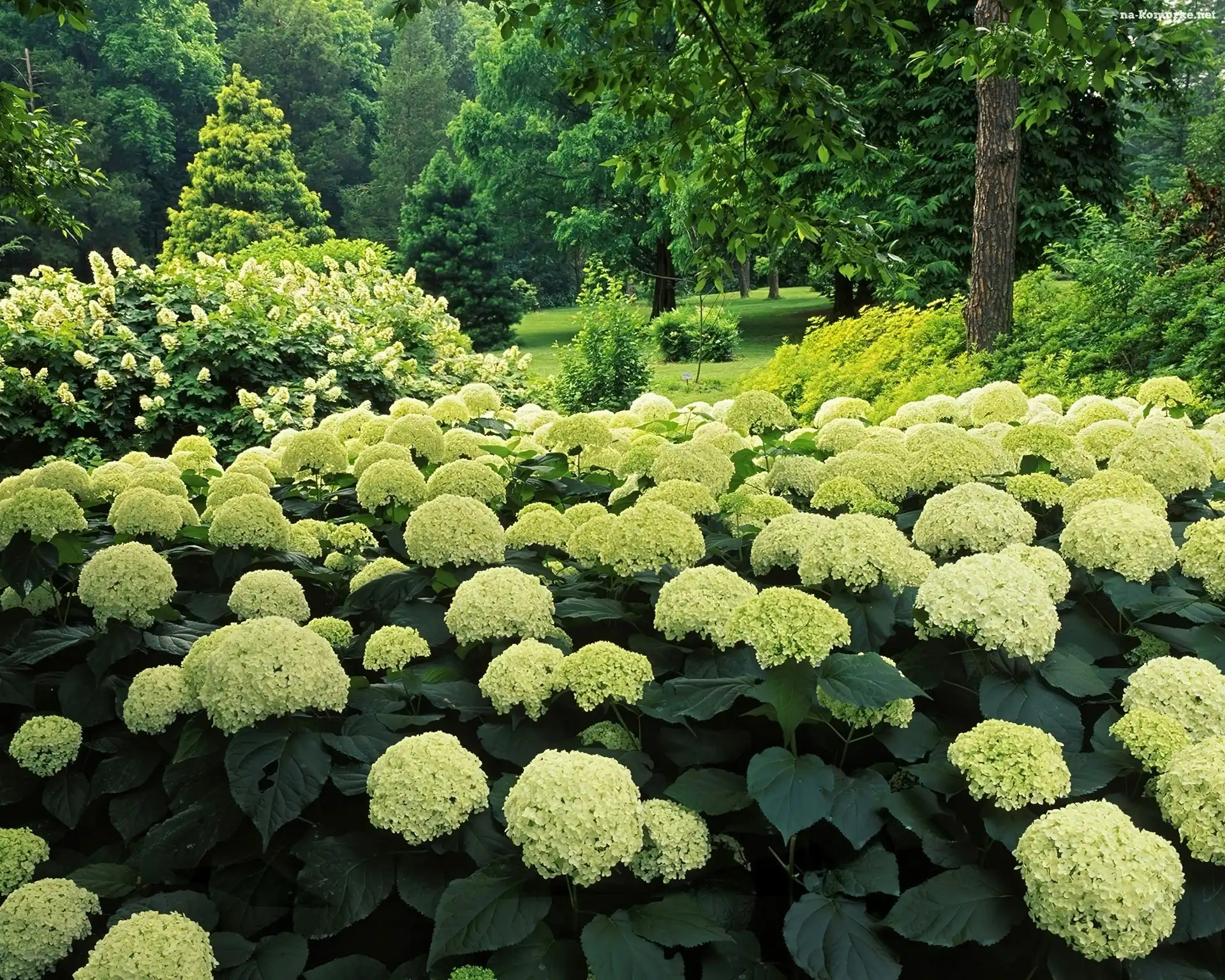 Ogród, Białe, Hortensje