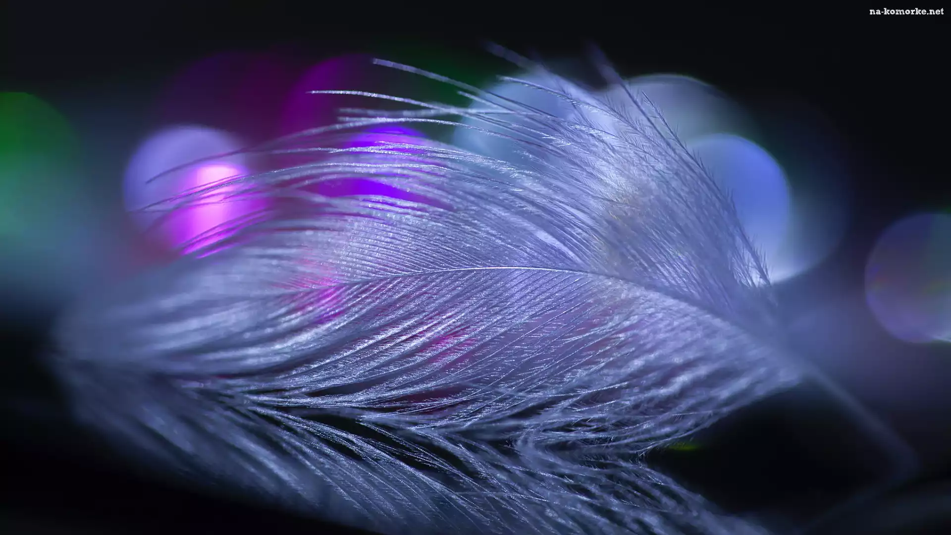 Białe, Bokeh, Piórko, Makro