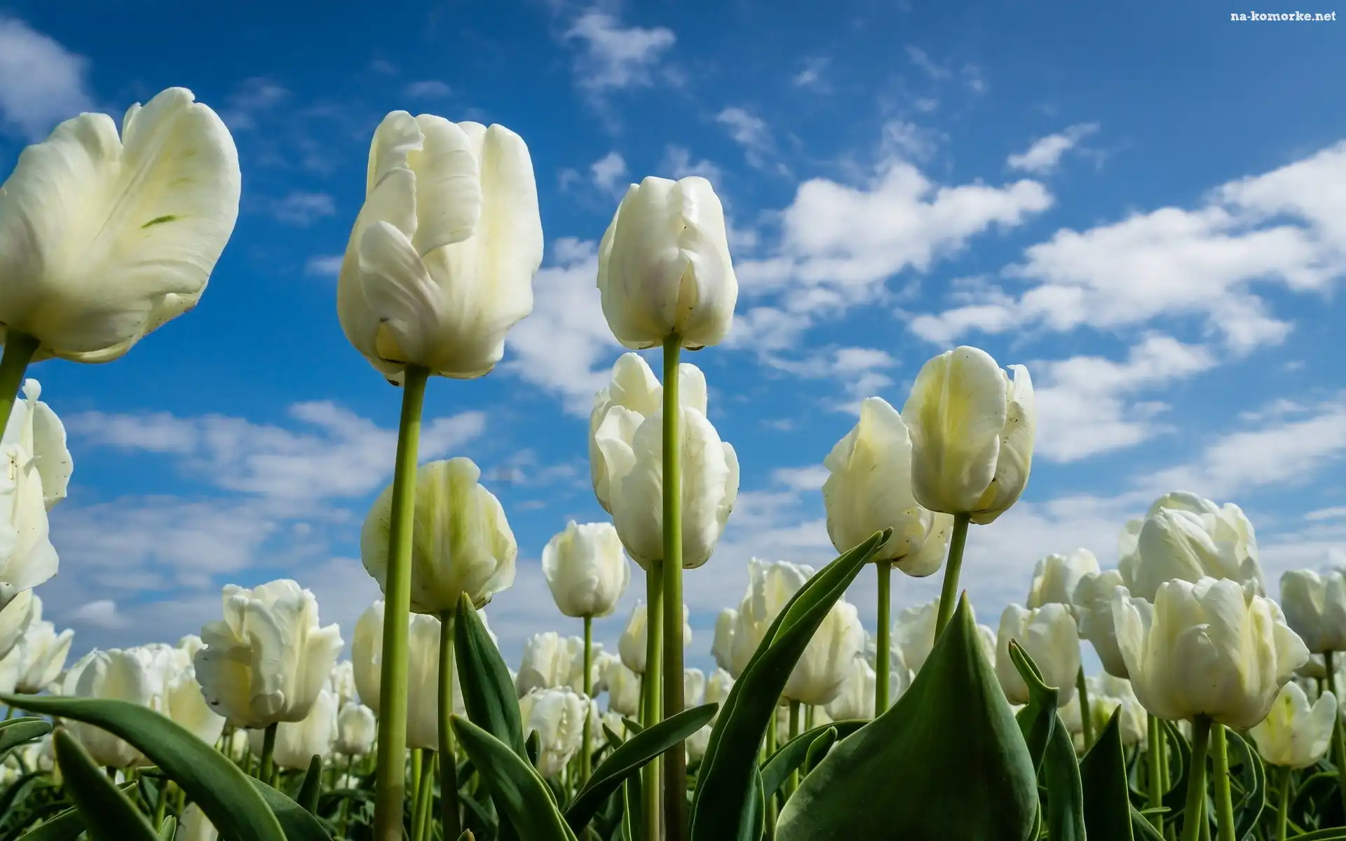 Białe, Tulipany