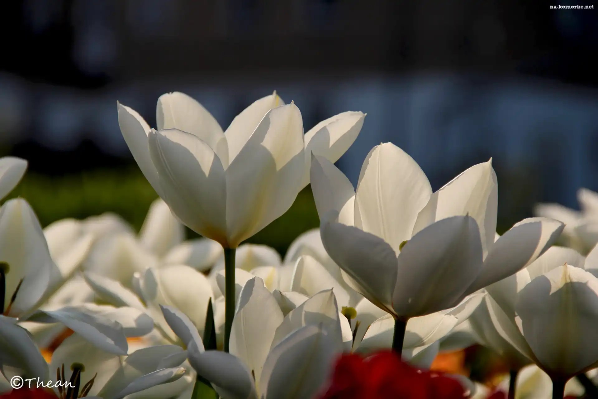 Białe, Tulipany