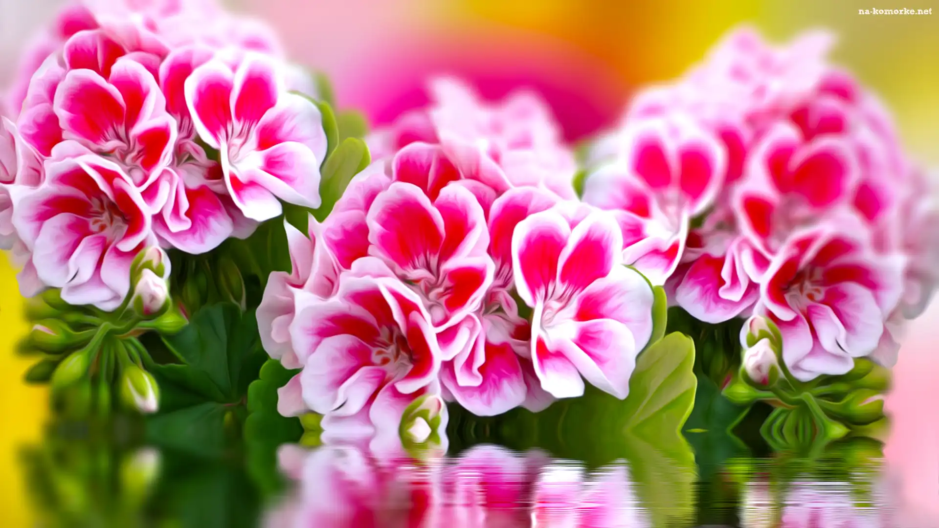 Grafika, Biało-różowe, Kwiaty, Odbicie, Pelargonie, Woda