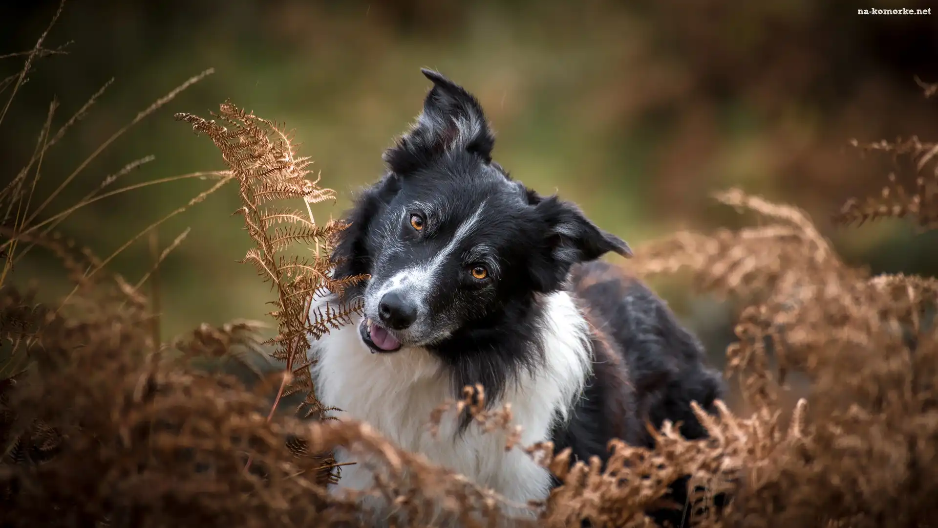 Paprocie, Biało-czarny, Pies, Border collie, Uschnięte