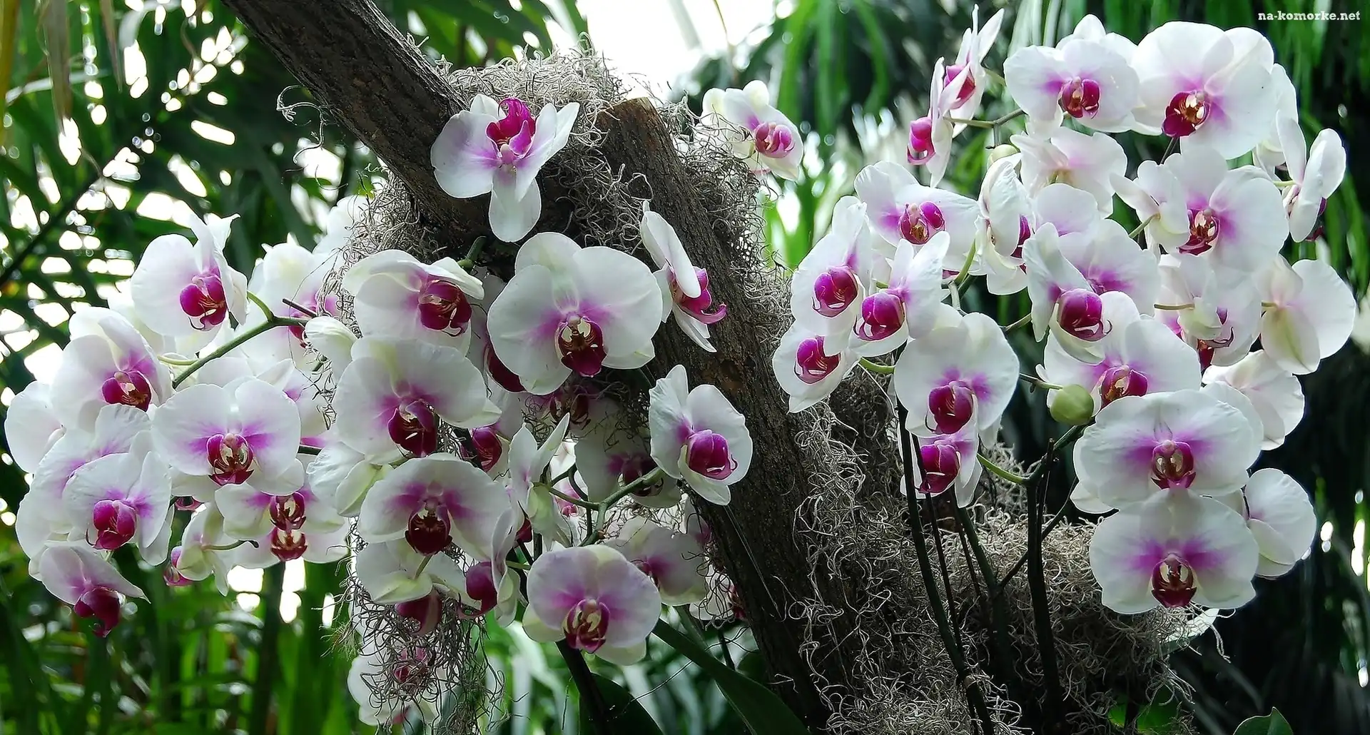 Biało, Orchidea, Różowy, Storczyk