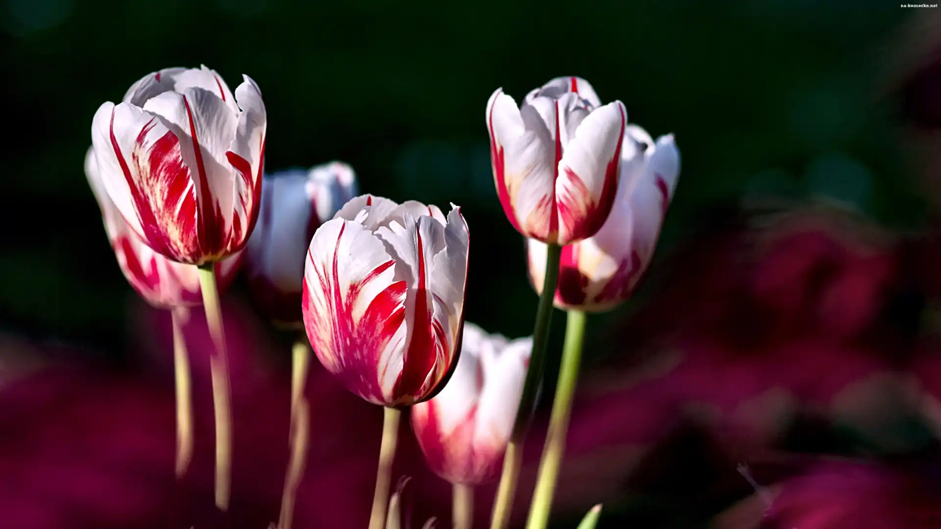 Tulipany, Biało, Czerwone
