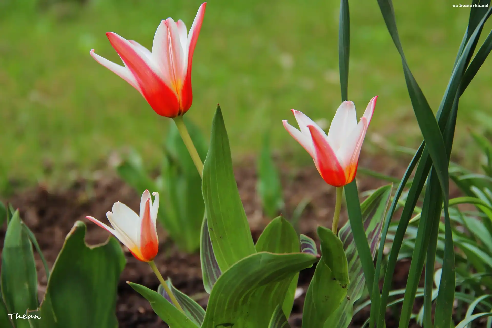 Tulipany, Biało, Czerwone