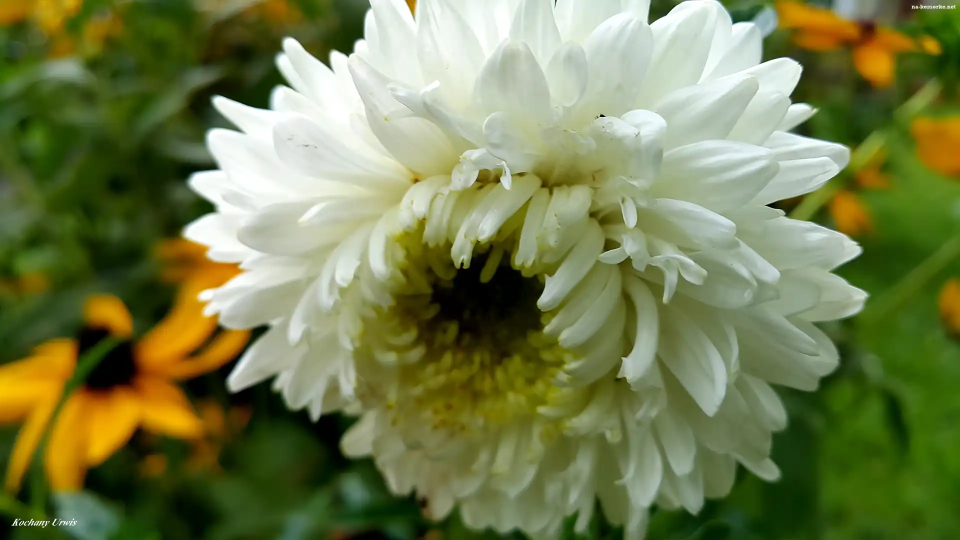 Biały, Aster