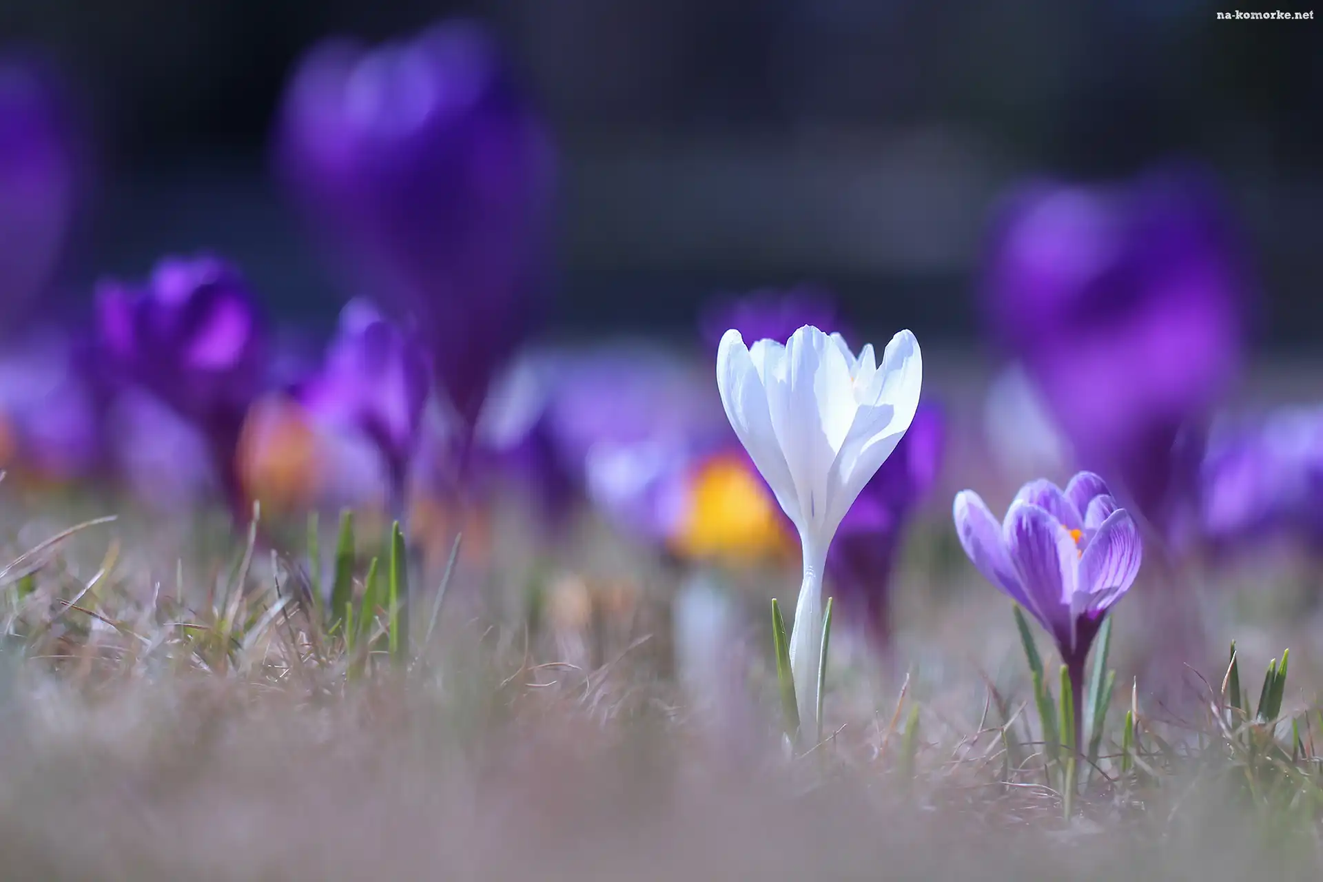 Biały, Kwiaty, Fioletowy, Krokus