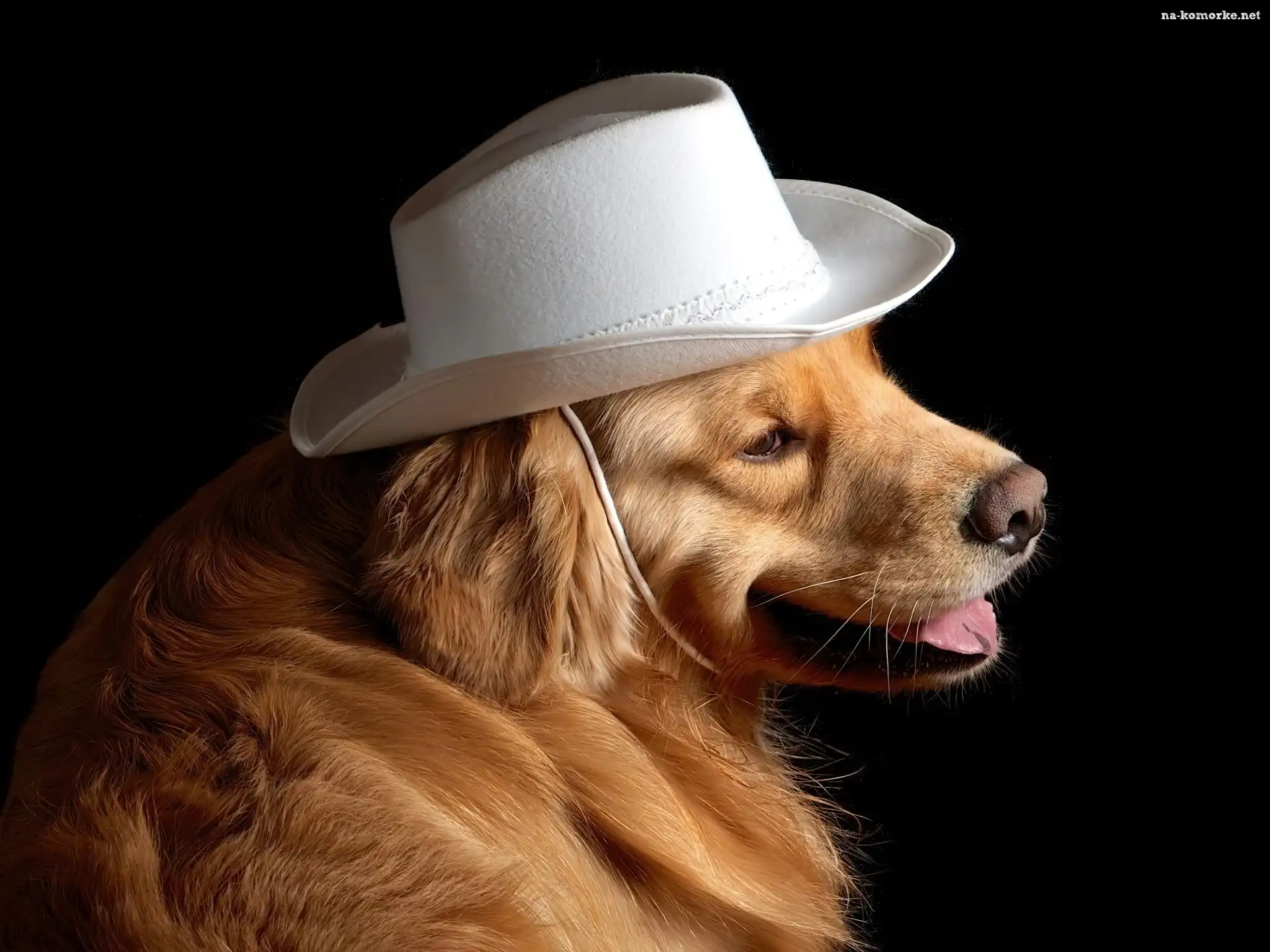 Biały, Golden Retriever, Kapelusz, Pies