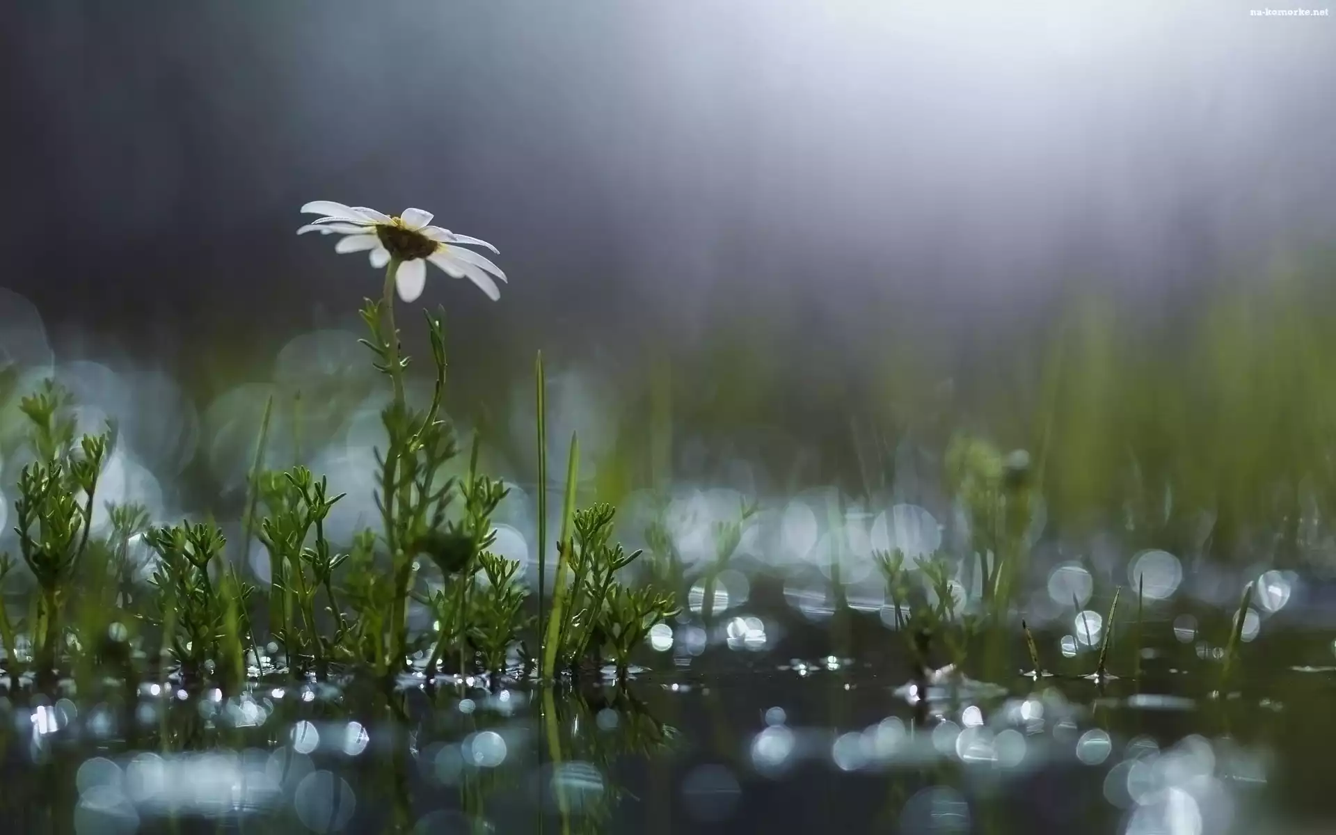 Biały, Bokeh, Kwiat, Makro