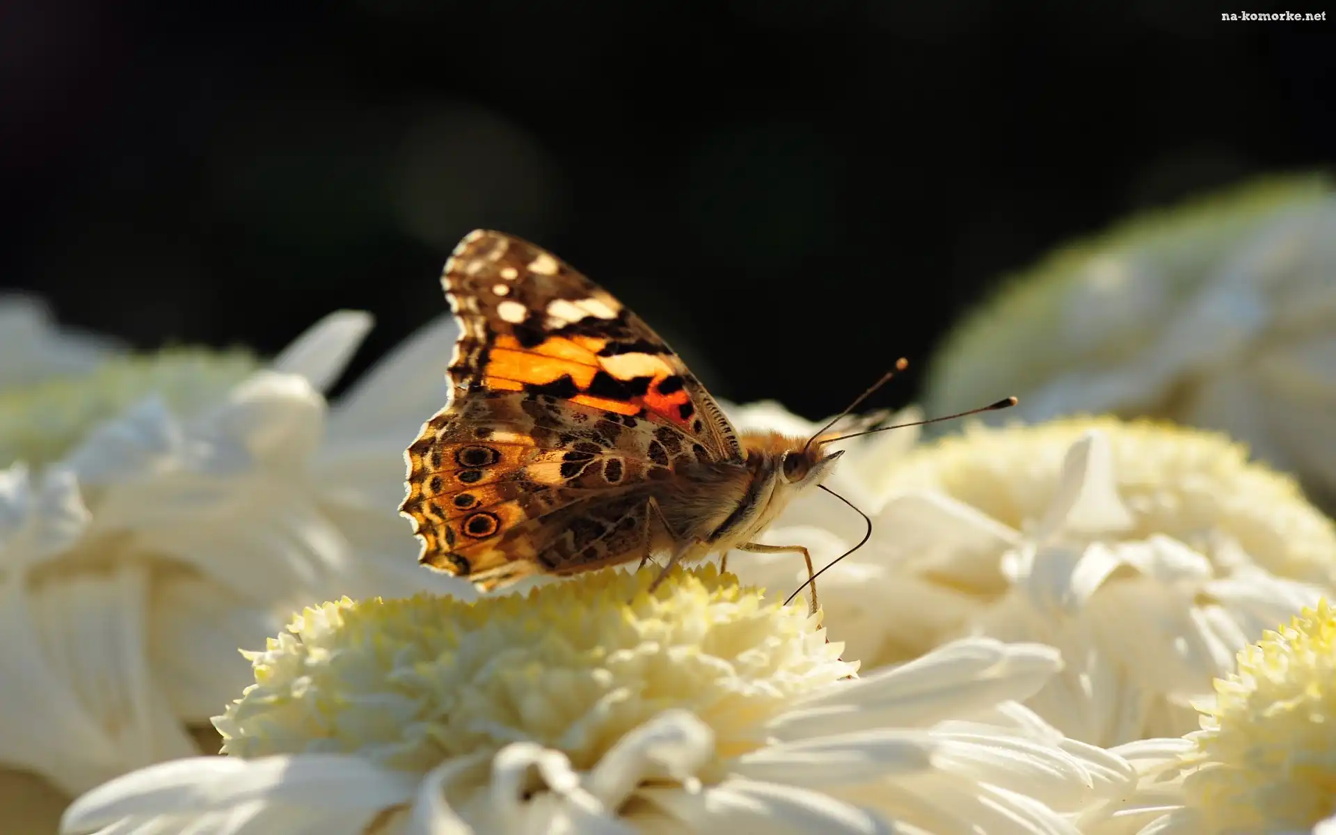 Motyl, Biały, Kwiat