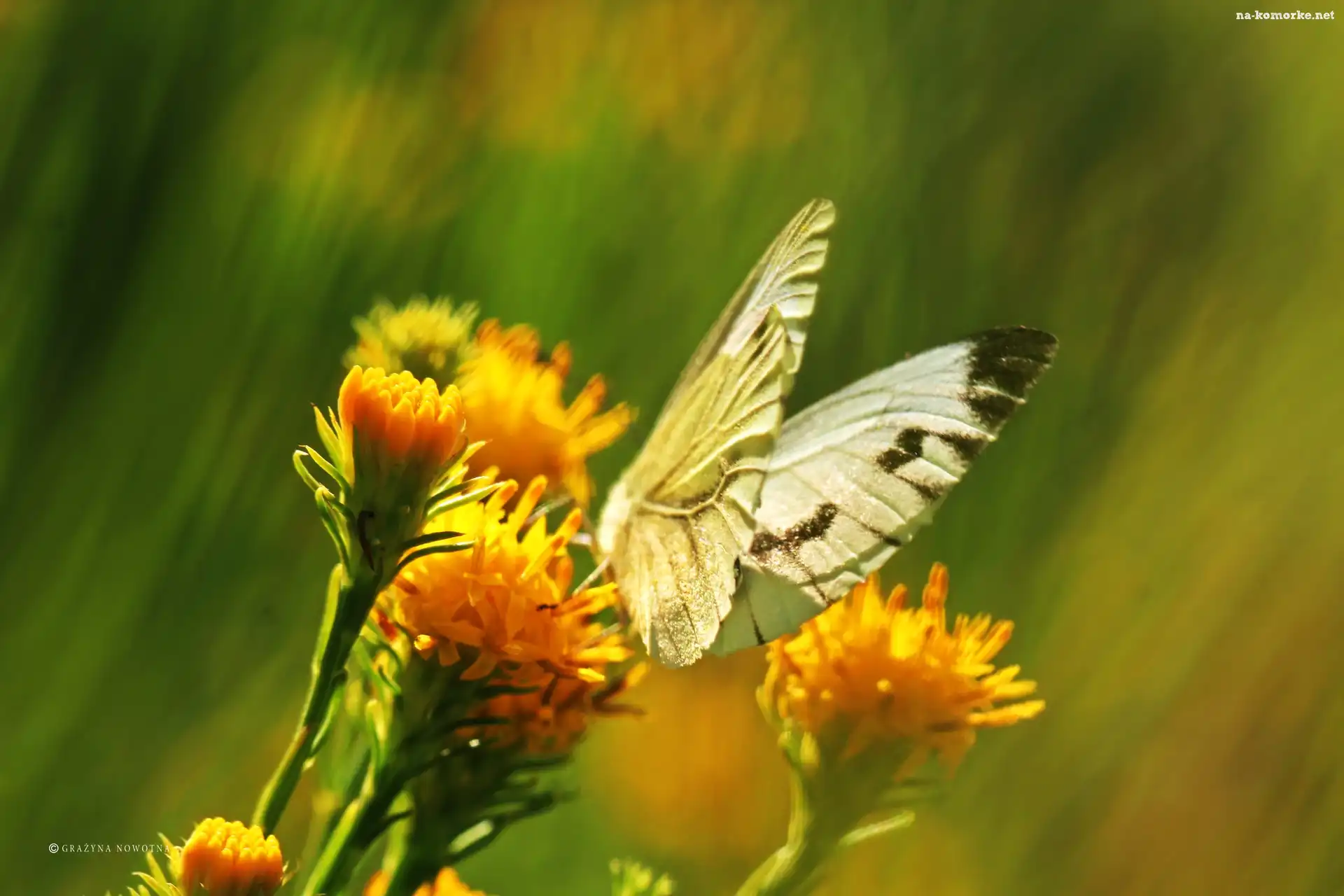 Kwiaty, Biały, Motyl, Bielinek, Żółte