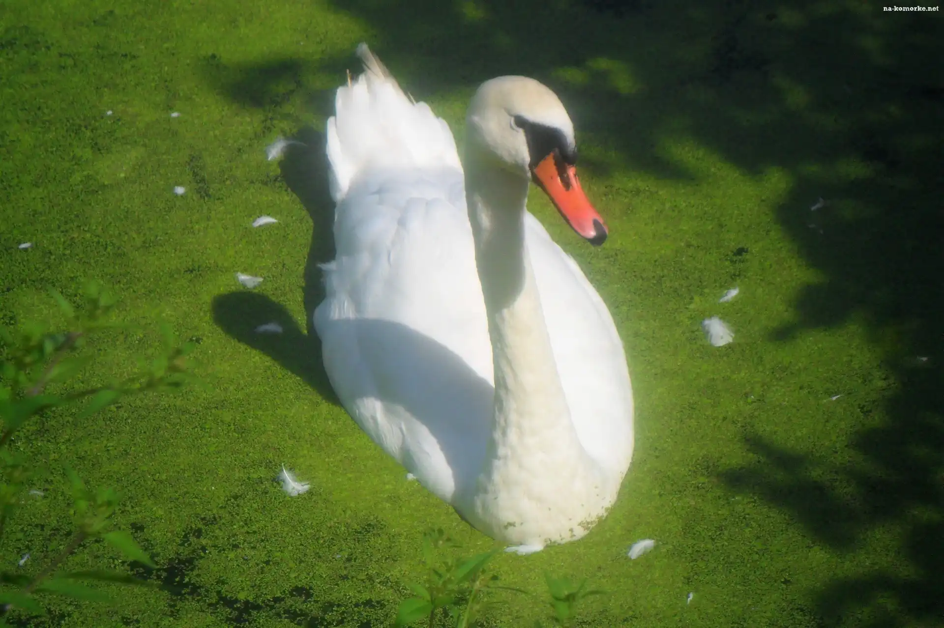 Piękny, Biały, Łabędź