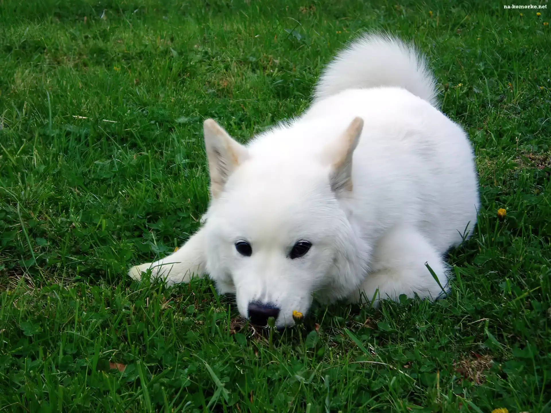 biały, trawa, Samojed, zielona