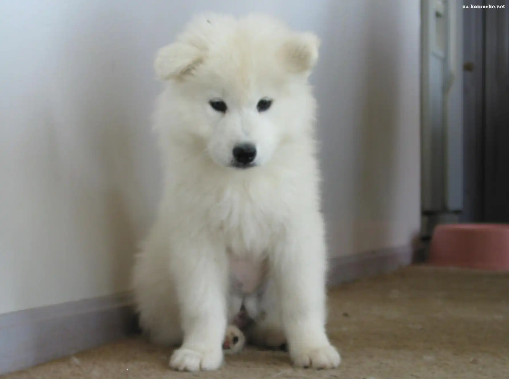 biały, Samojed