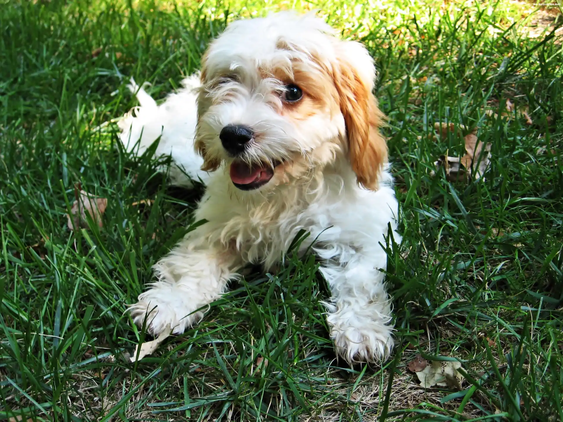 Biały, Trawa, Szczeniak, Cavapoo