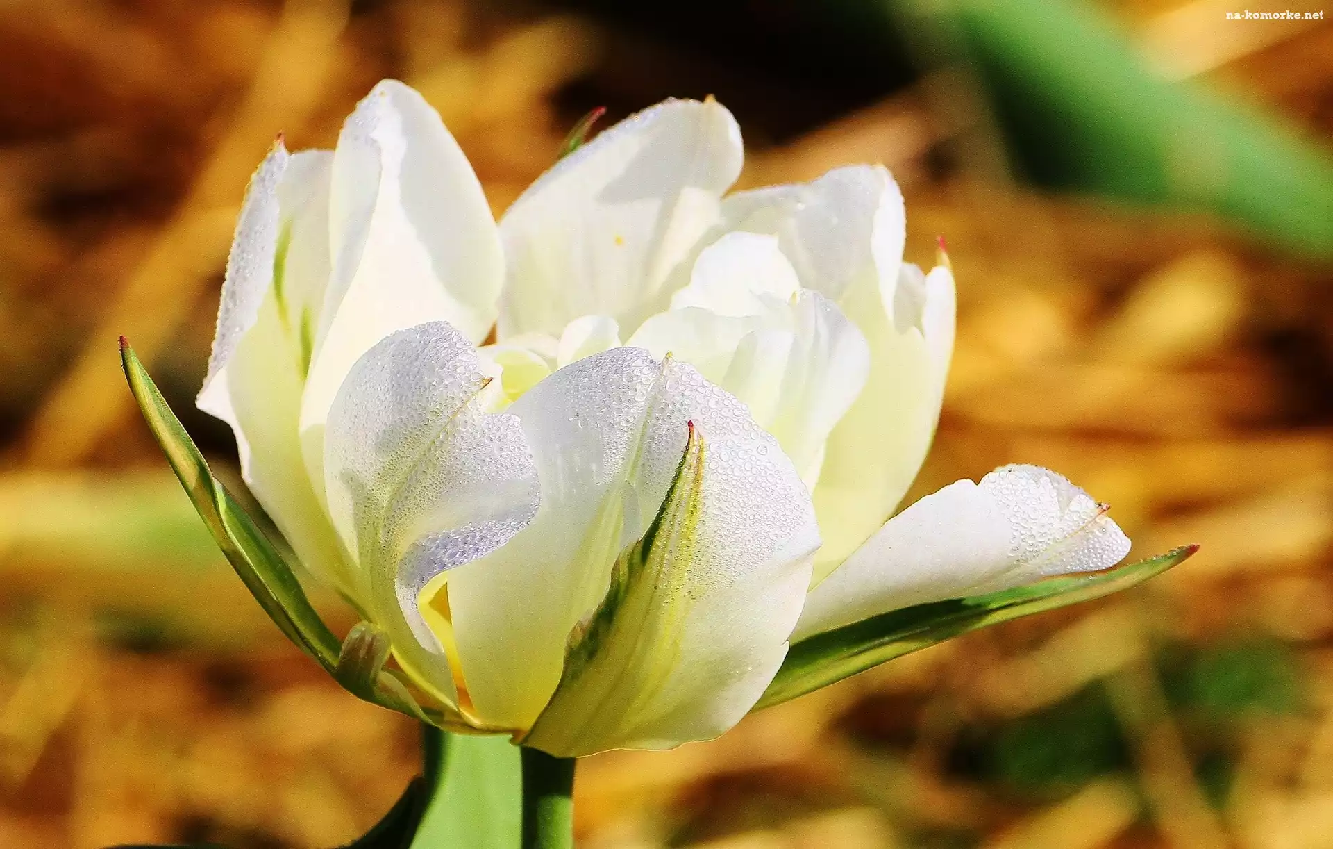 Biały, Rosy, Tulipan, Krople