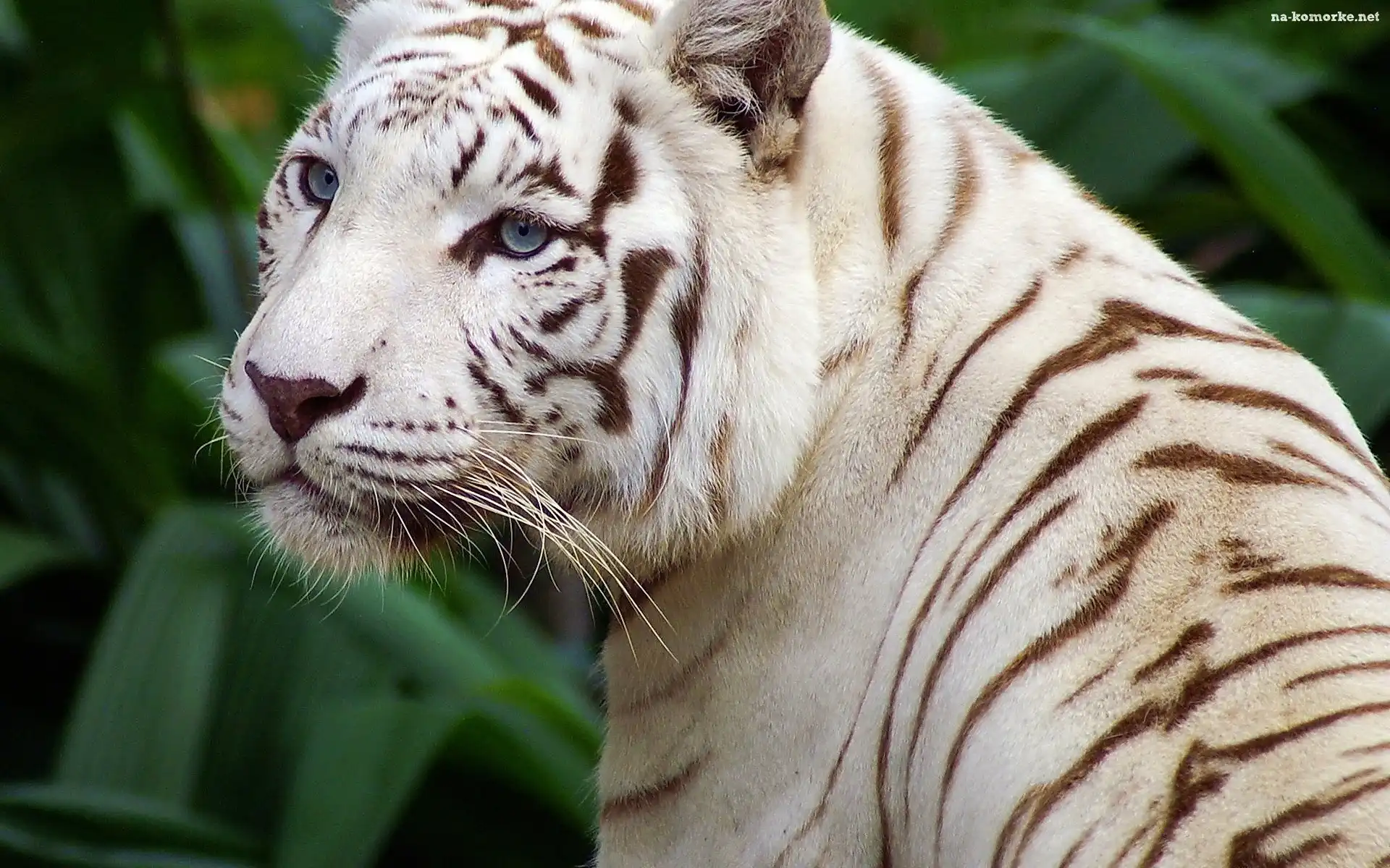Biały, Tygrys