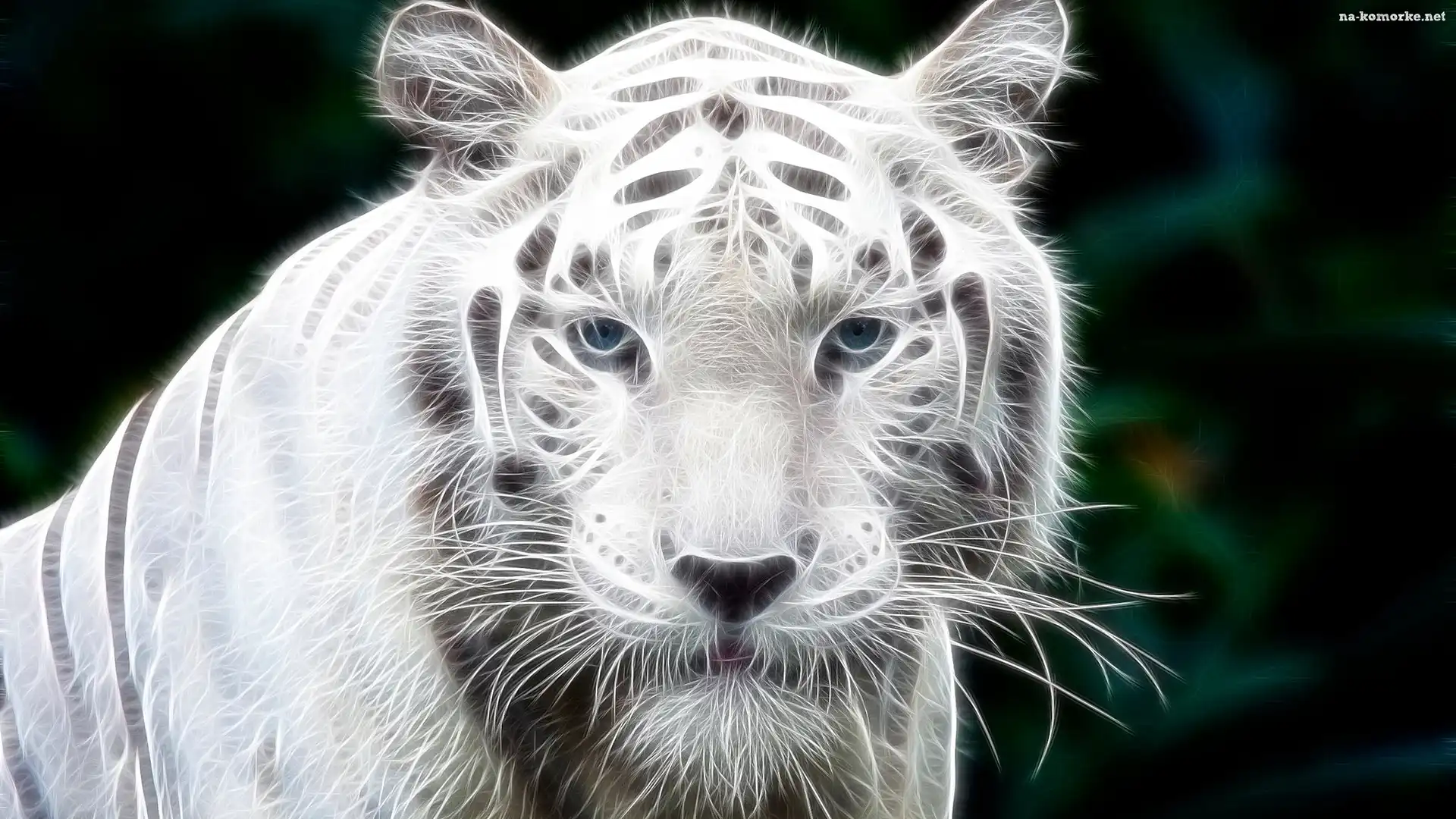 Biały, Fractalius, Tygrys, Głowa