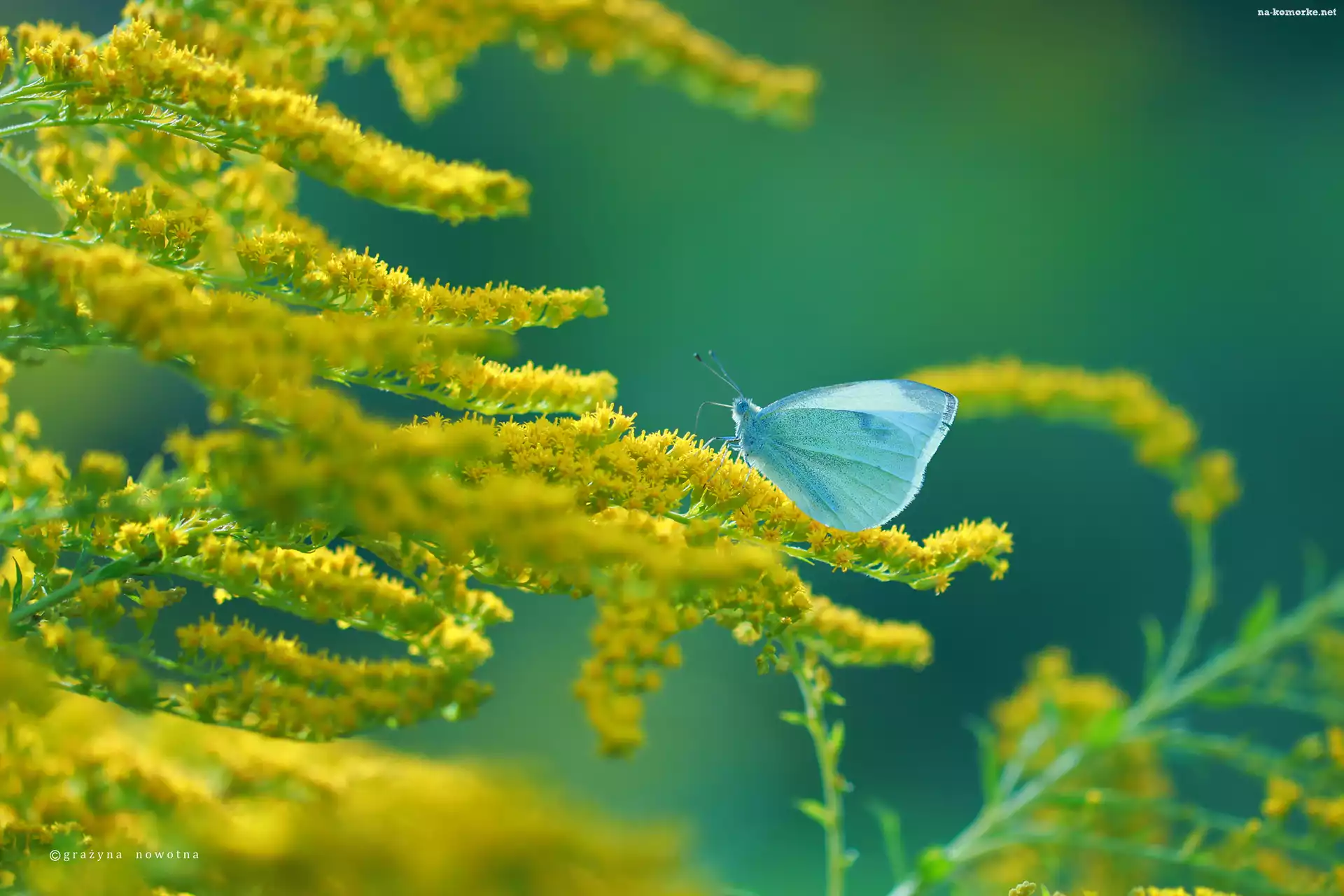 Bielinek, Nawłoć, Żółte, Kwiaty, Motyl