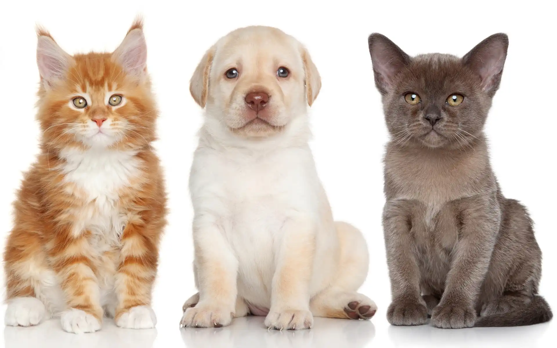 Kot Birmanski, Kot, Maine Coon, Labrador, Szczeniak