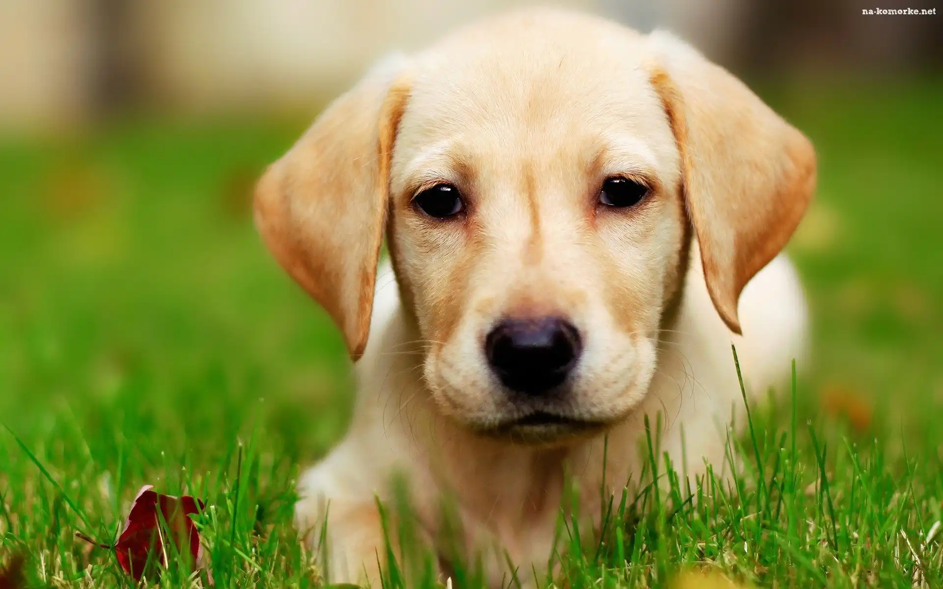 Biszkoptowy, Trawa, Labrador, Retriever
