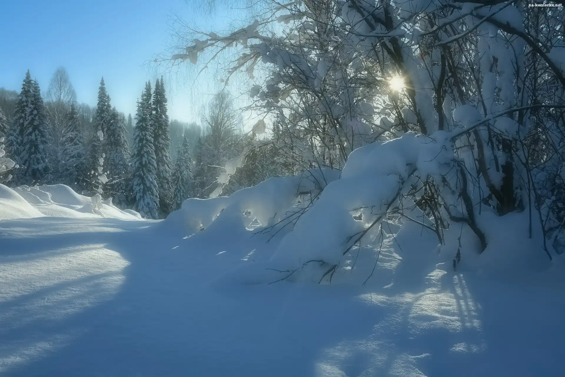Blask, Śnieg, Zima, Krzewy, Słońce, Drzewa