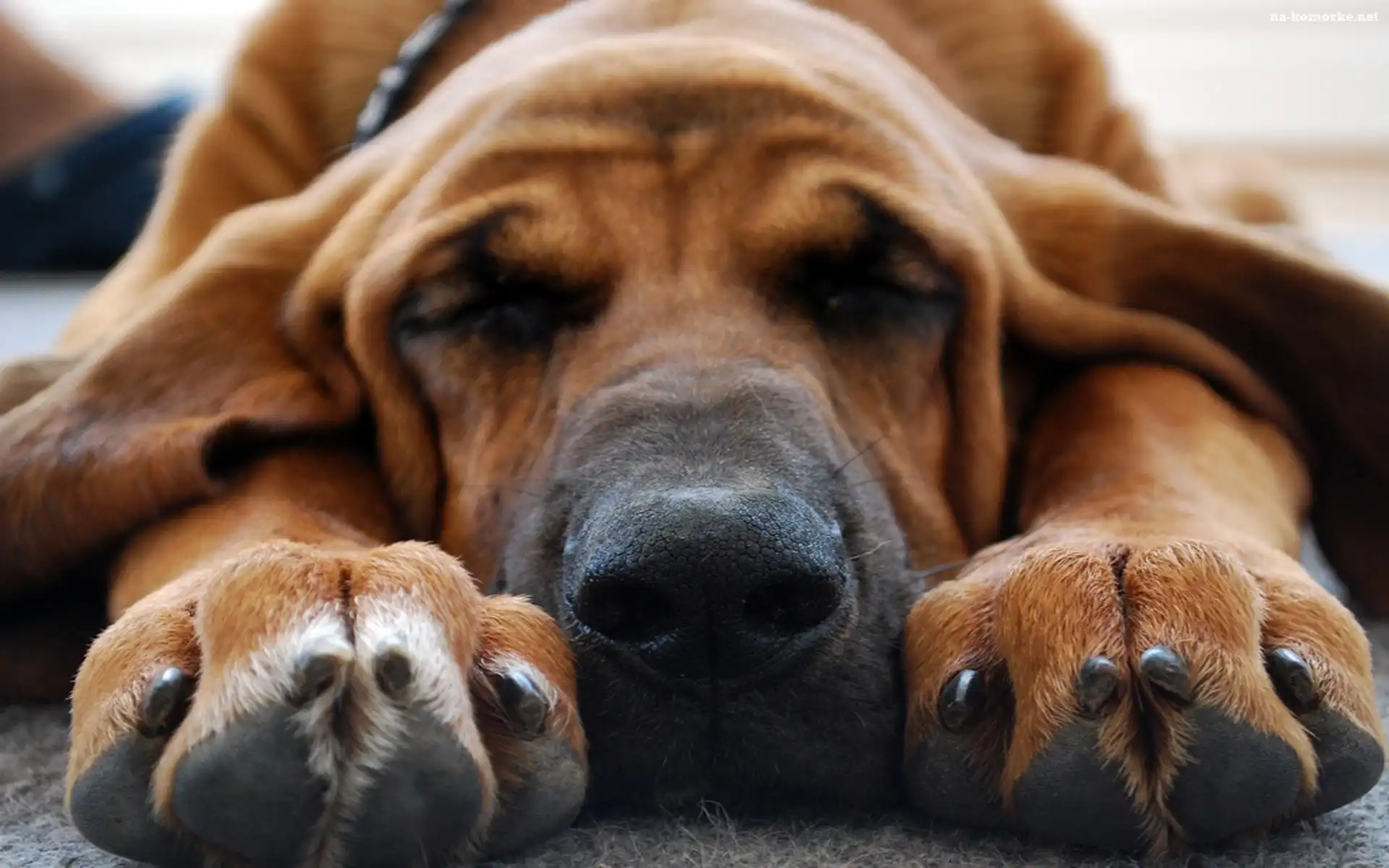 Bloodhound, Sen, Obroża, Odpoczynek