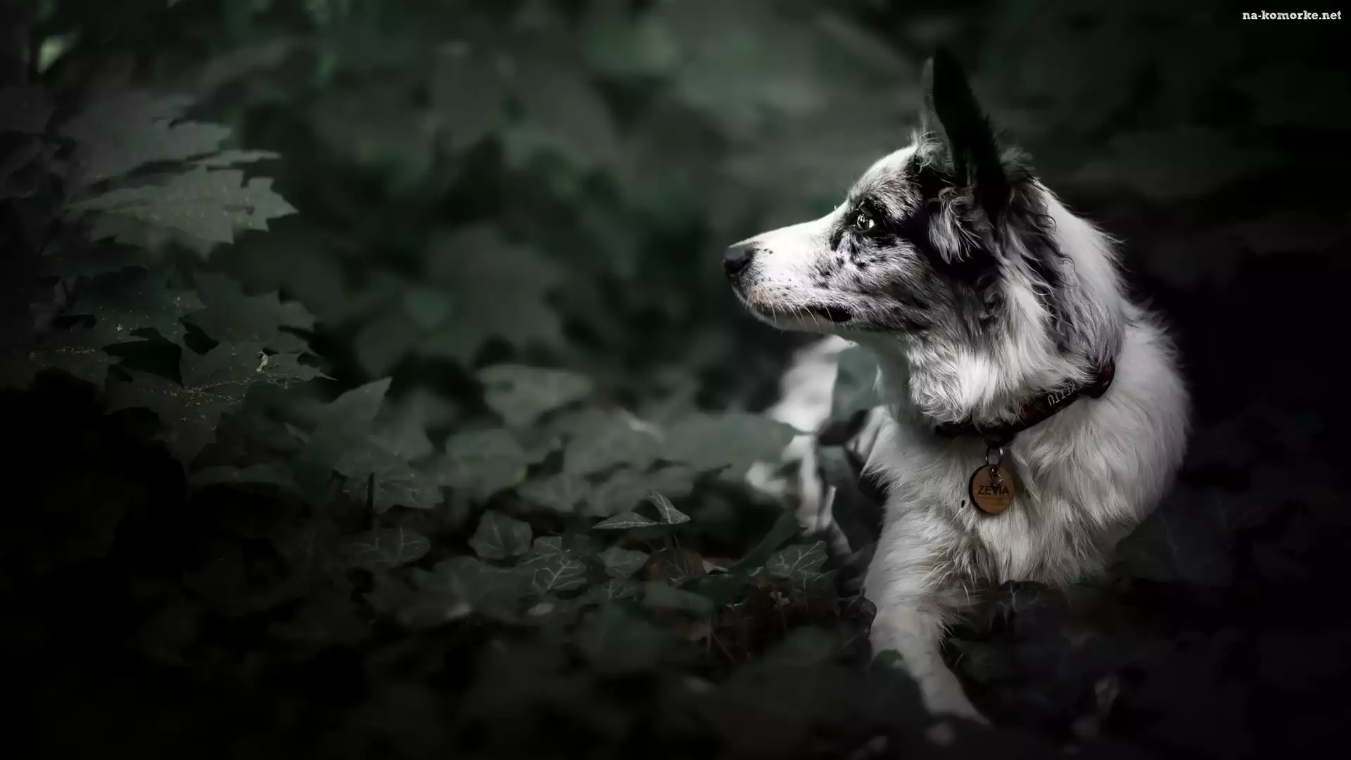 Bluszcz, Pies, Border collie, Mordka, Liście
