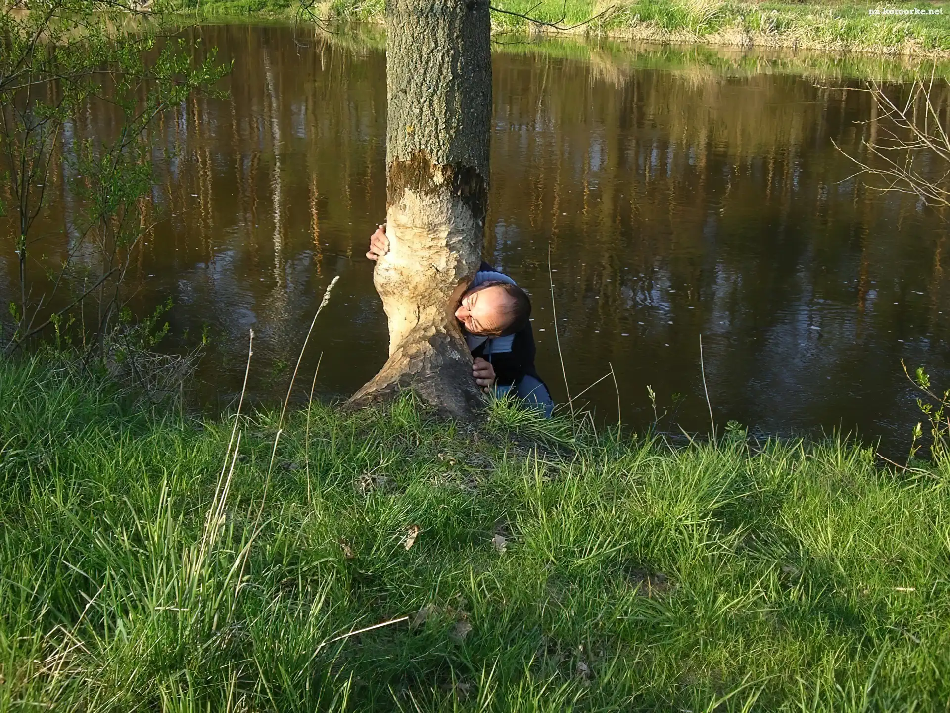 Mężczyzna, Bóbr, Drzewo