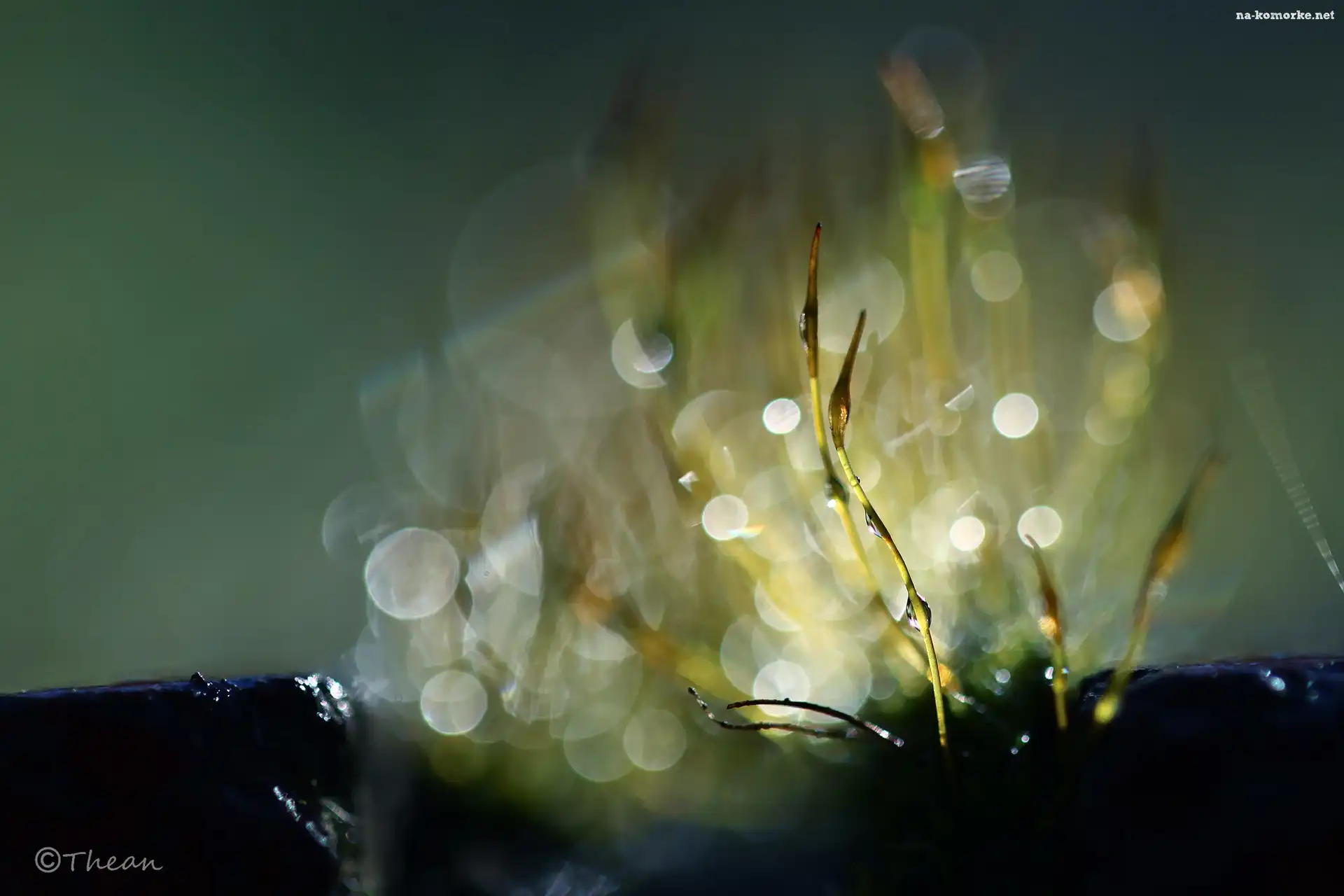 Bokeh, Mchy, Porosty, Źdźbła, Makro