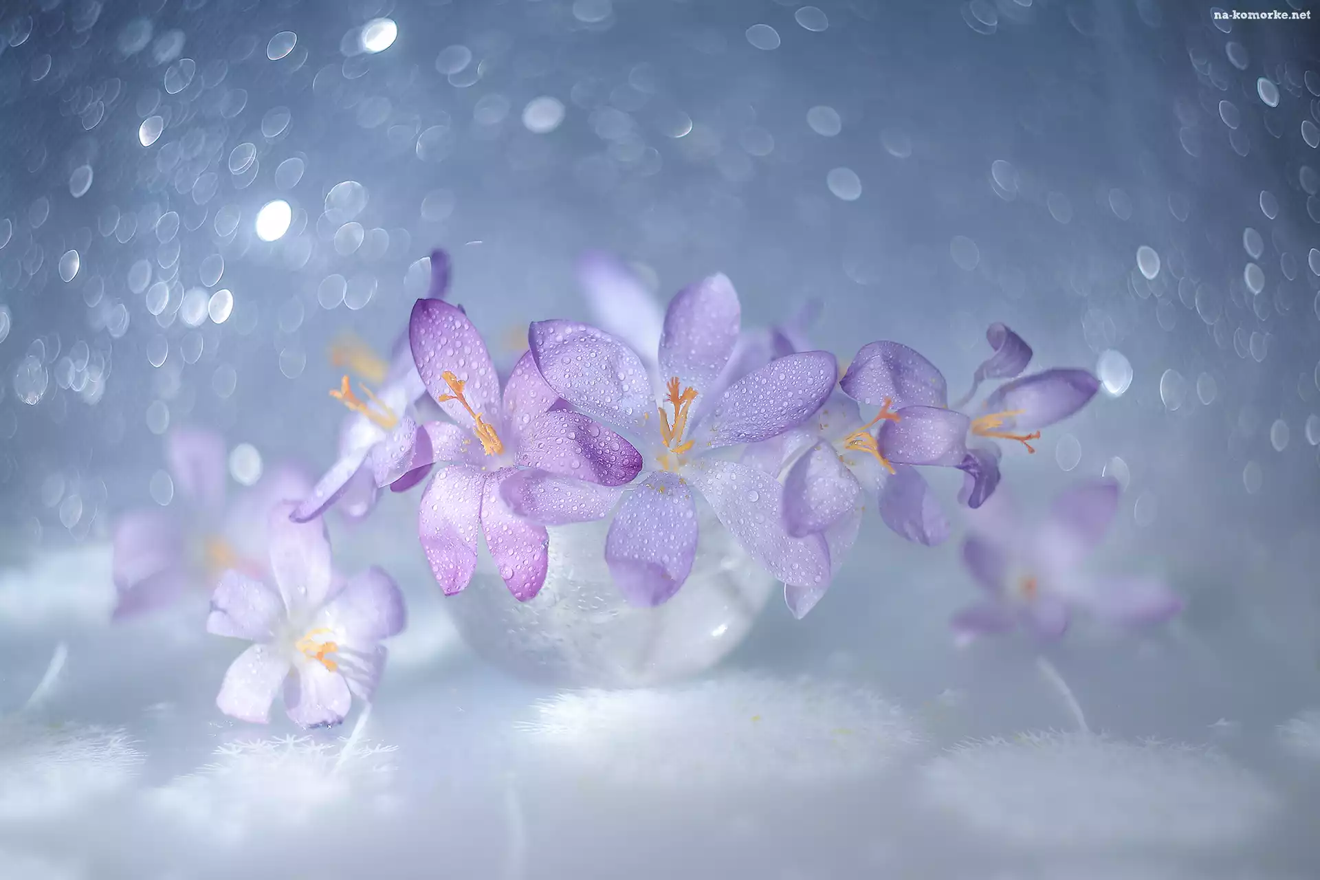 Naczynie, Krokusy, Szklane, Bokeh, Kwiaty, Fioletowe
