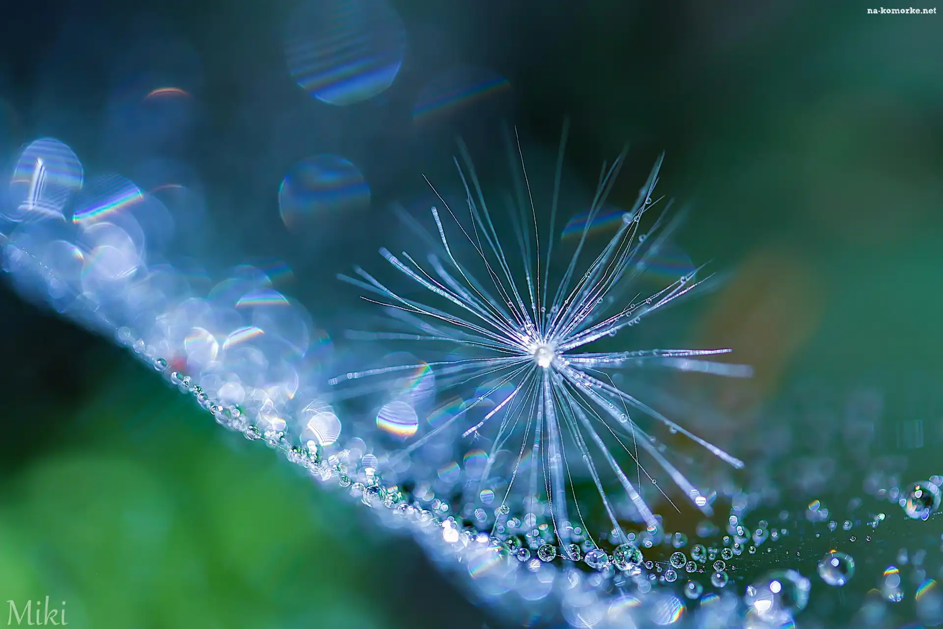 Bokeh, Makro, Krople, Puch, Mleczu
