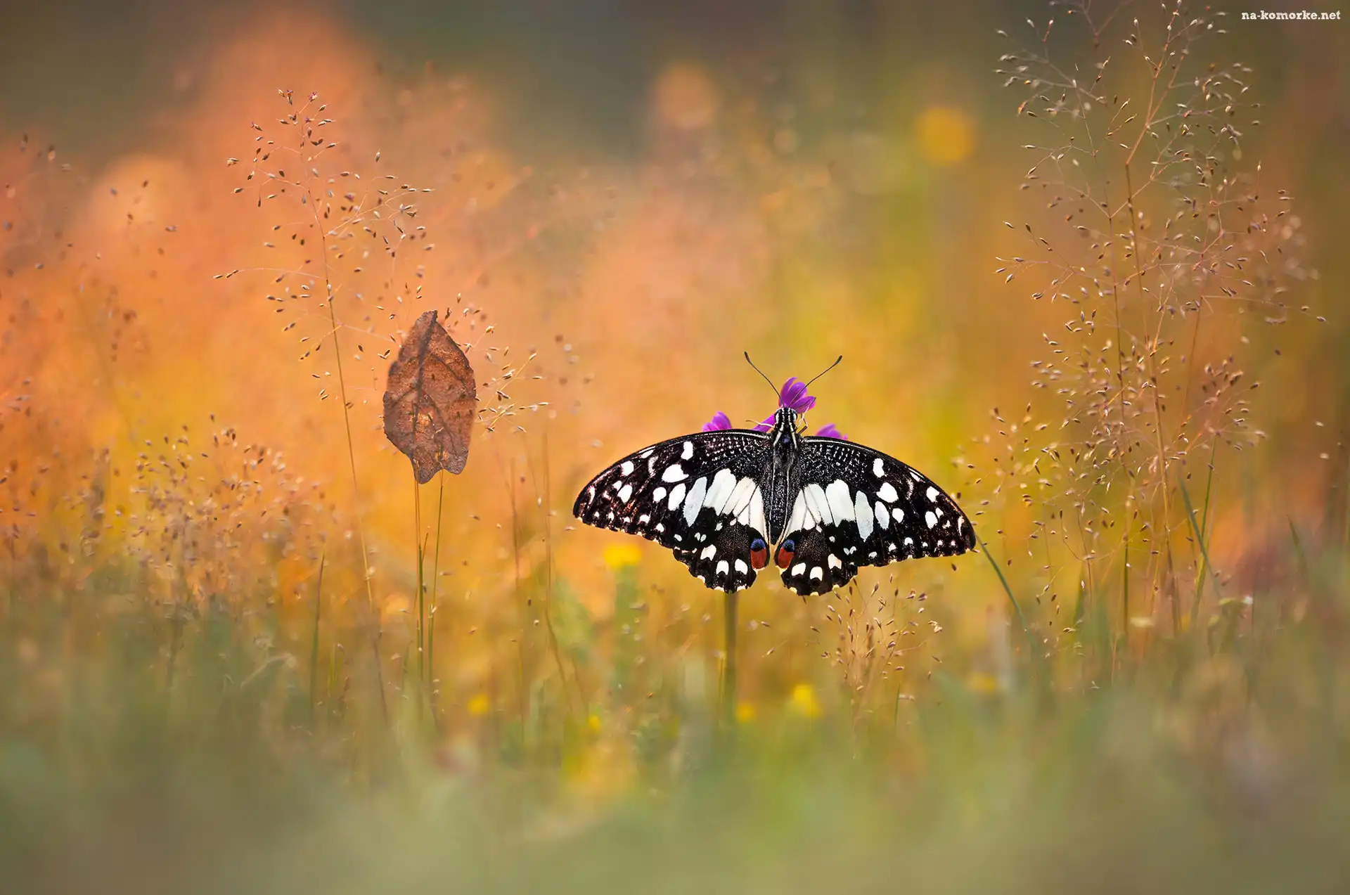 Bokeh, Motyl, Papilio demodocus, Trawa, Liść