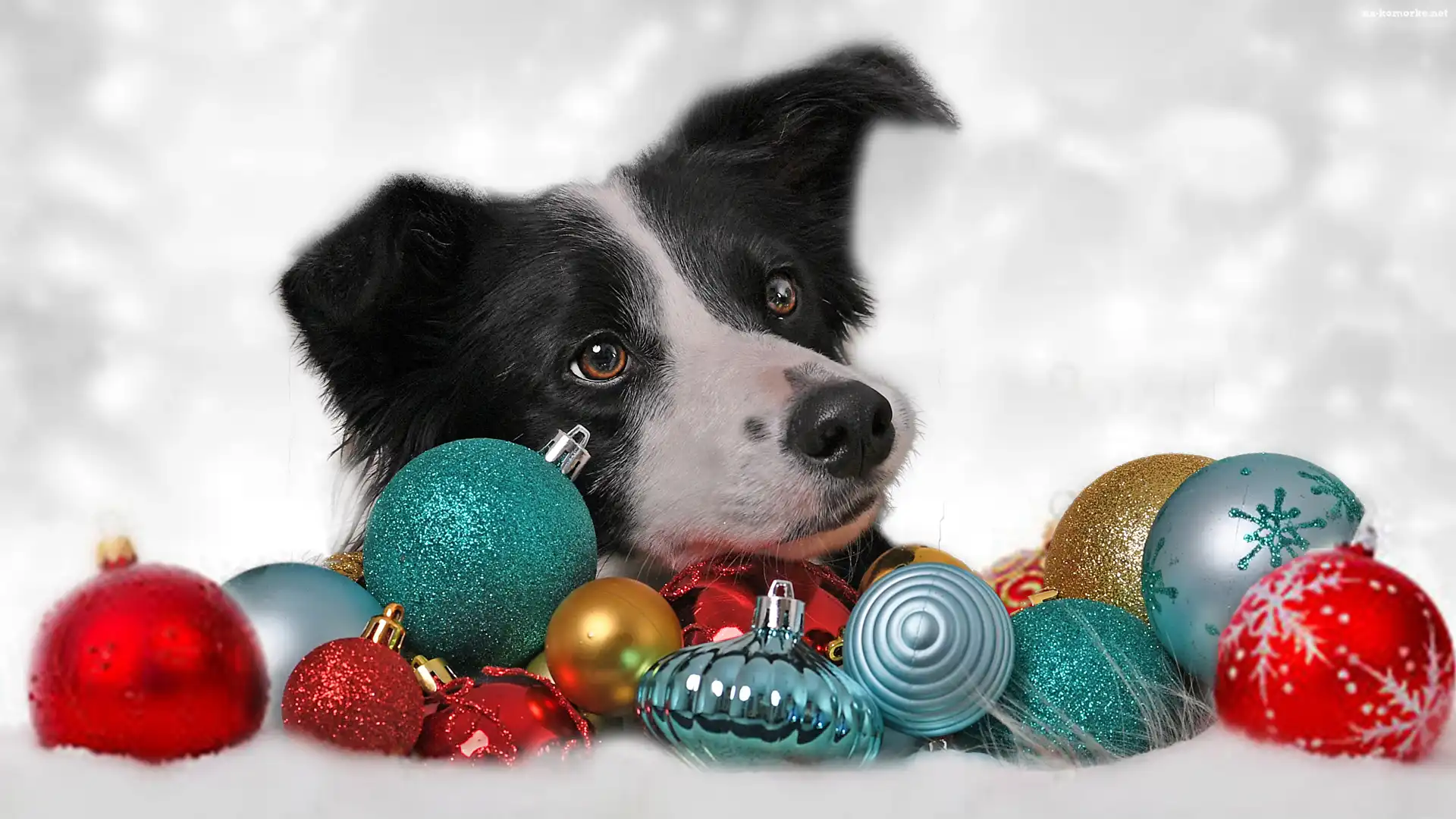 Kolorowe, Bombki, Pies, Border collie
