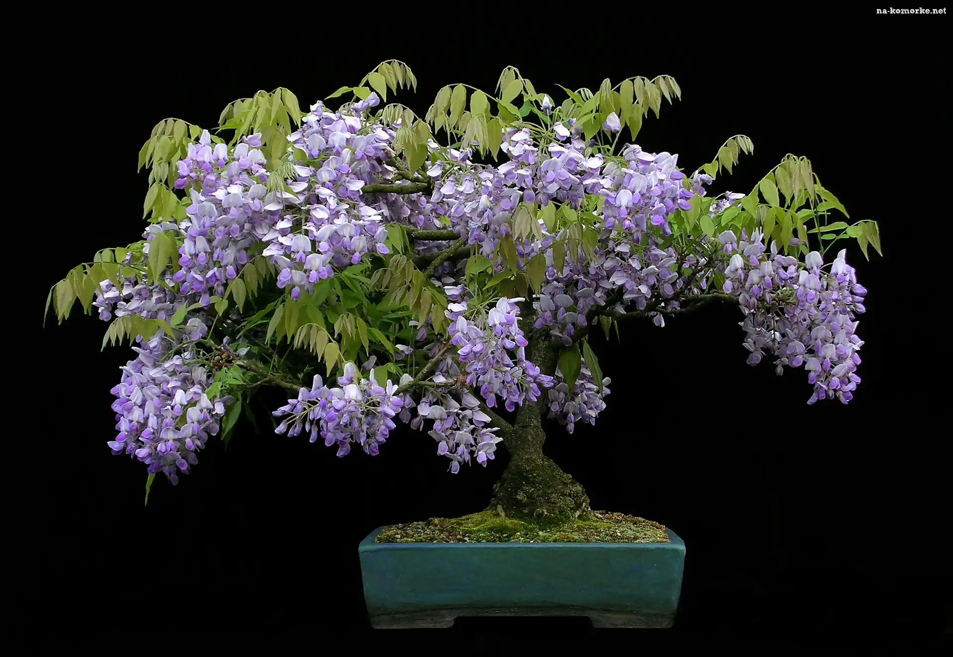 Bonsai, Tło, Glicynia, Czarne